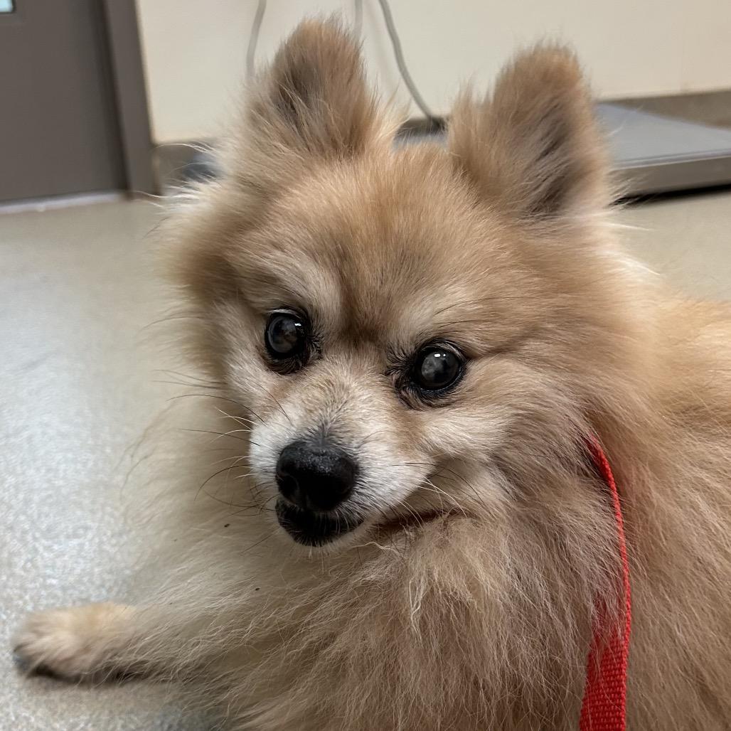 Sweetroll thumbnail 2