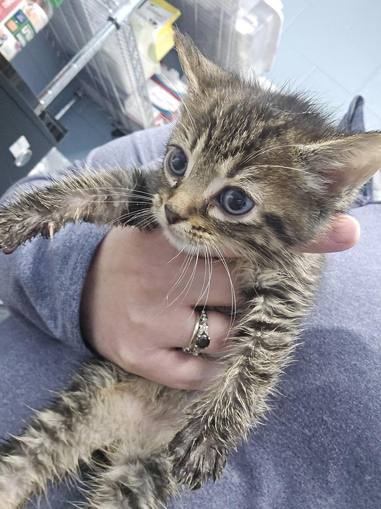 Kristopher, Adopted, Young Male Domestic Short Hair.