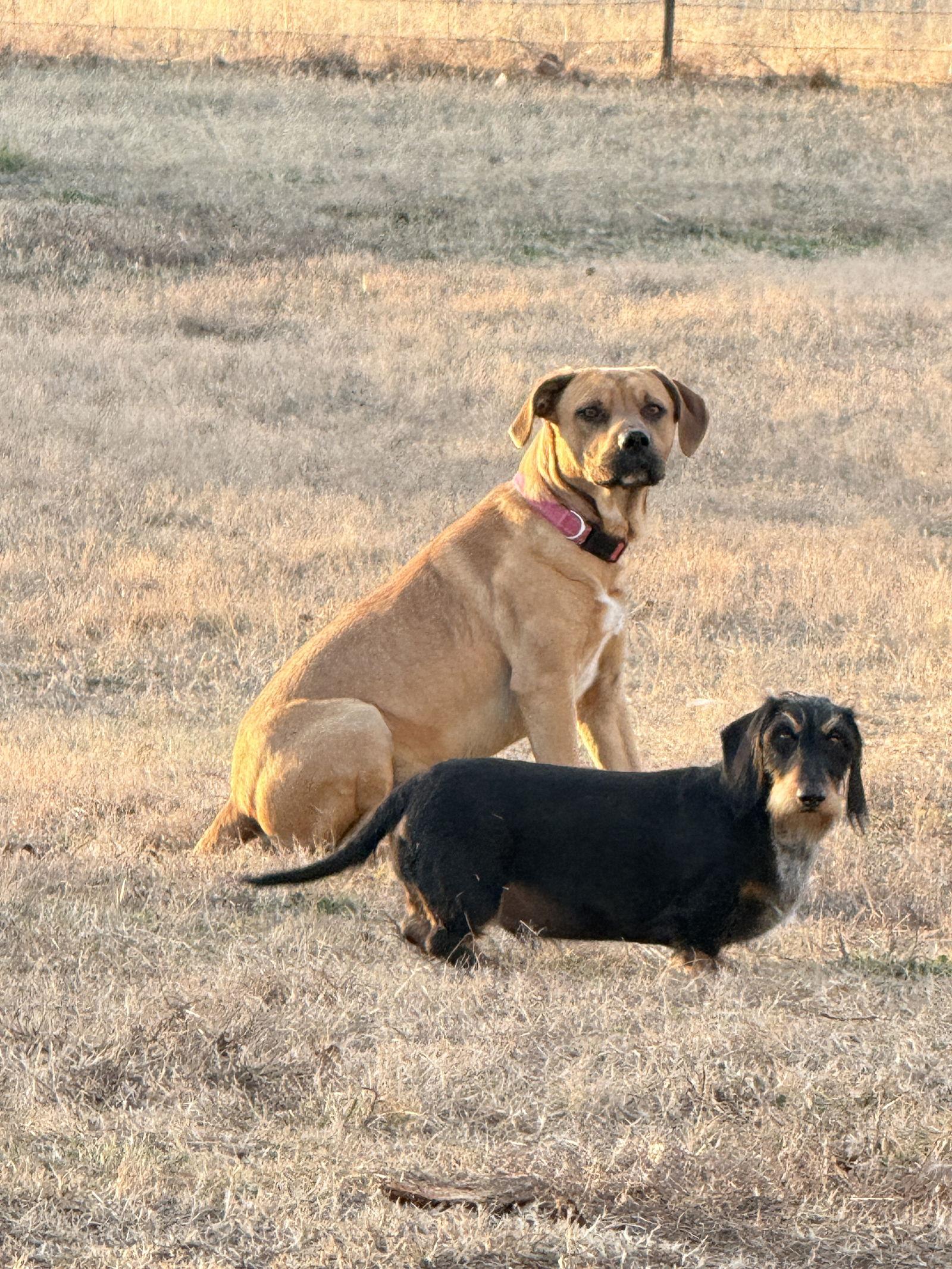 Dan, Adoptable, Young Male Pit Bull Terrier.