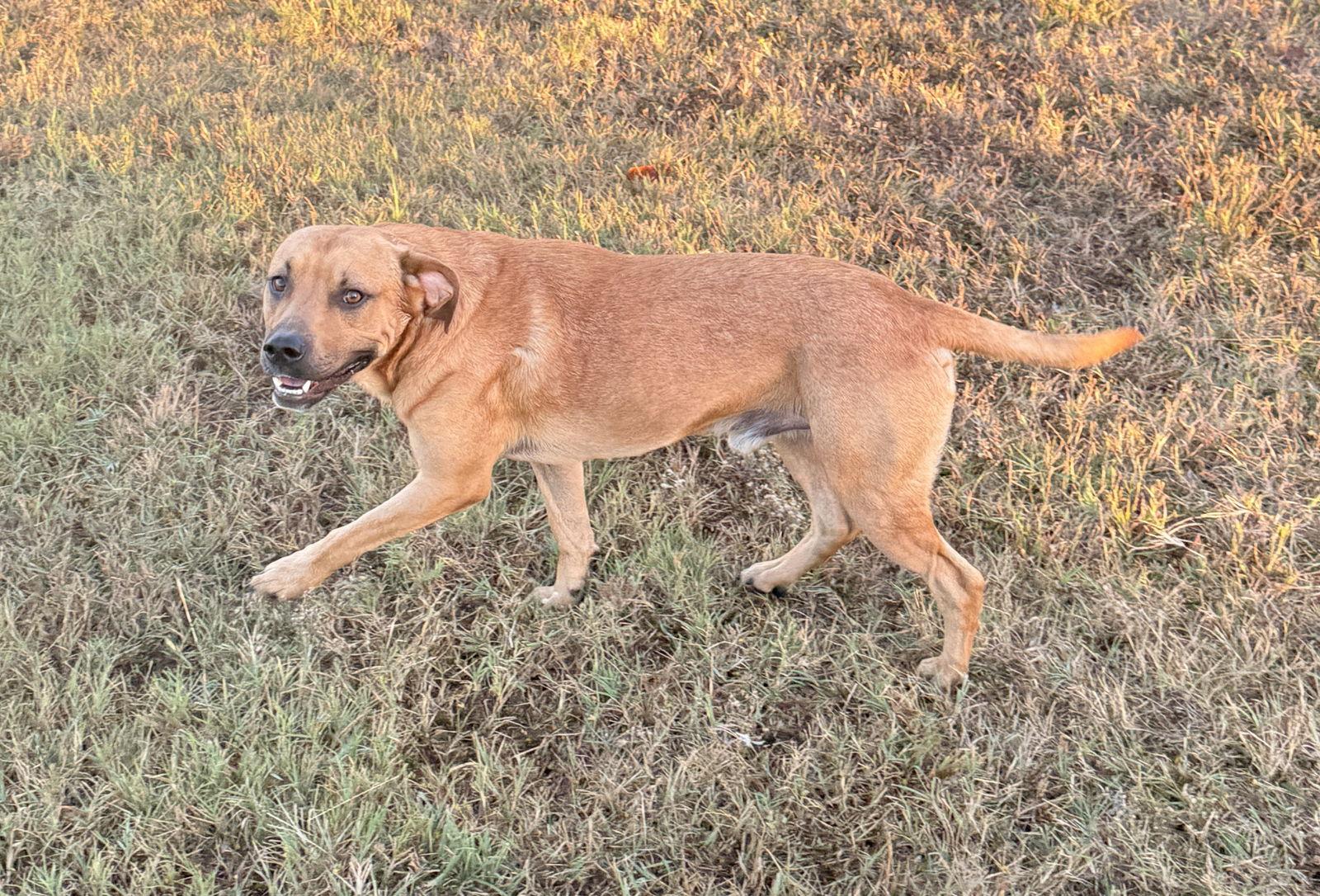 Dan, a Adoptable Pit Bull Terrier in Prague, OK image 2/3