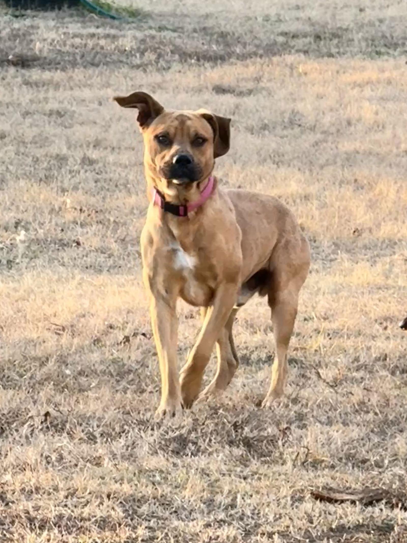 Dan, a Adoptable Pit Bull Terrier in Prague, OK image 3/3