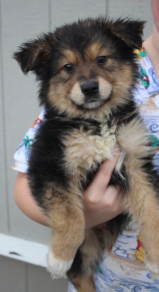 Enlarge Amazon, a Adoptable mixed breed in Vacaville, CA image 1/1