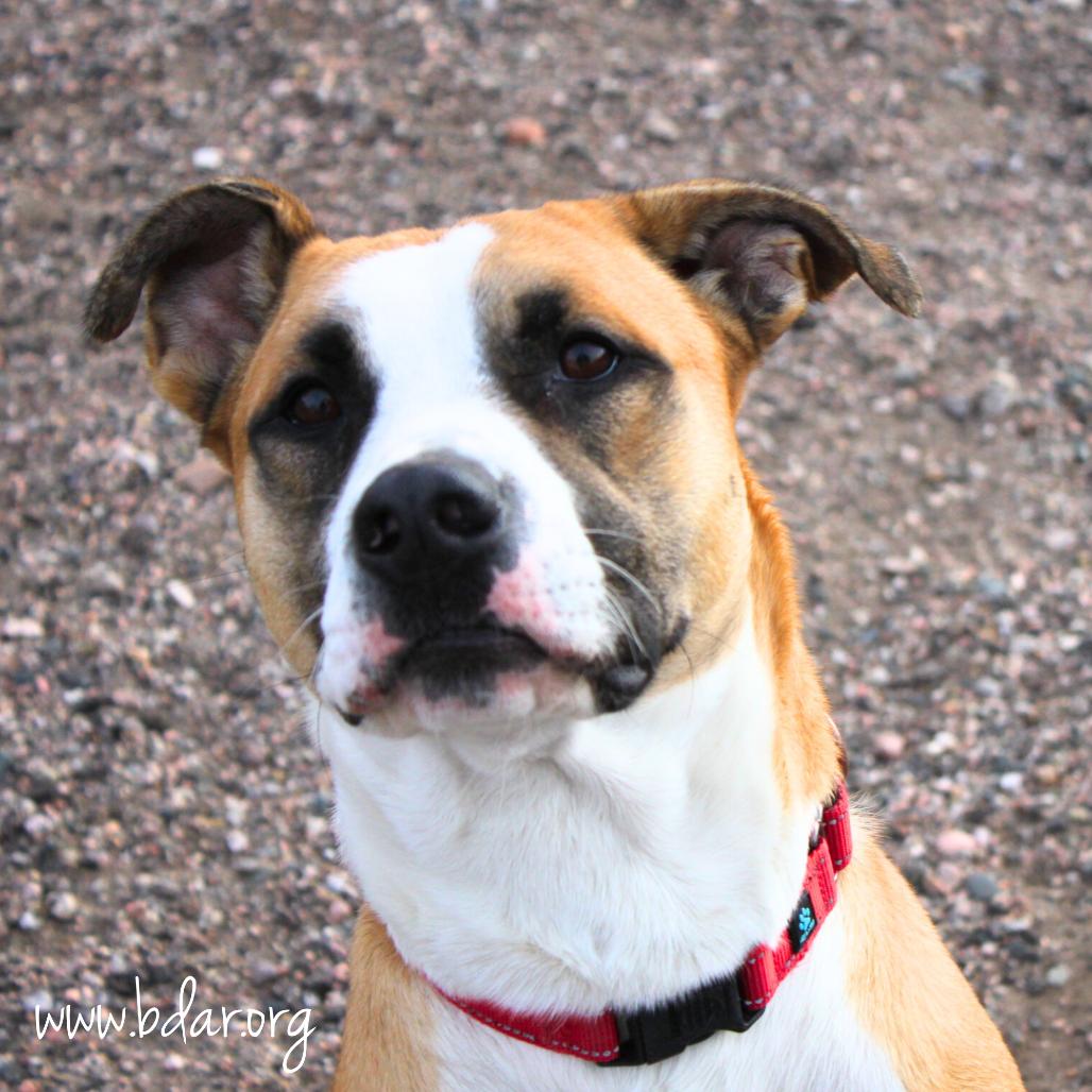 Buster, a Adoptable mixed breed in Cheyenne, WY image 1/3
