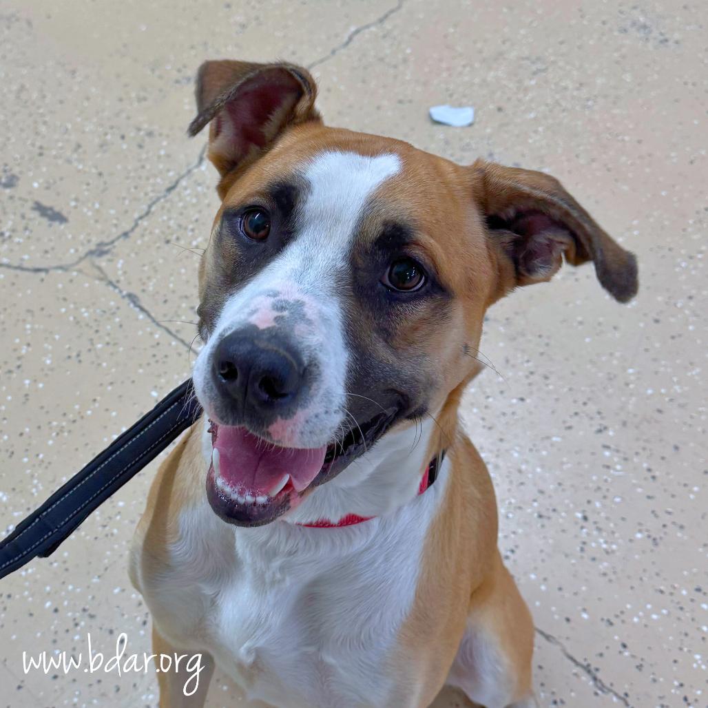 Buster, a Adoptable mixed breed in Cheyenne, WY image 2/3