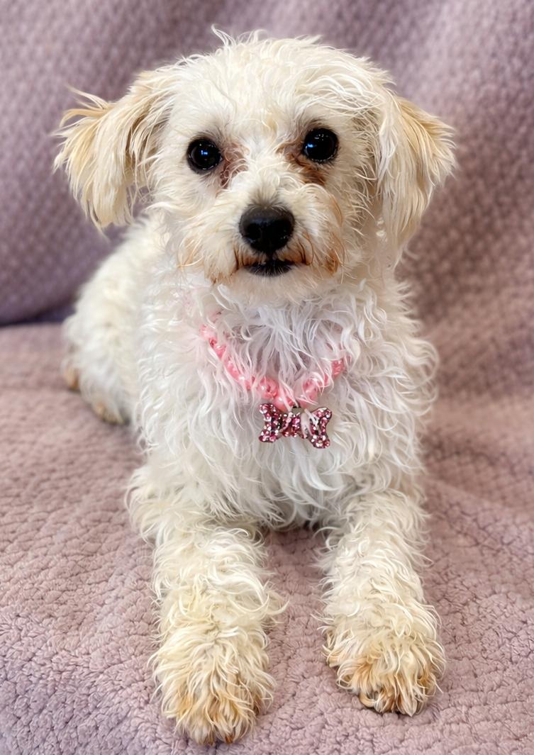 Enlarge Betsy, an adopted Poodle in Lodi, CA image 2/5