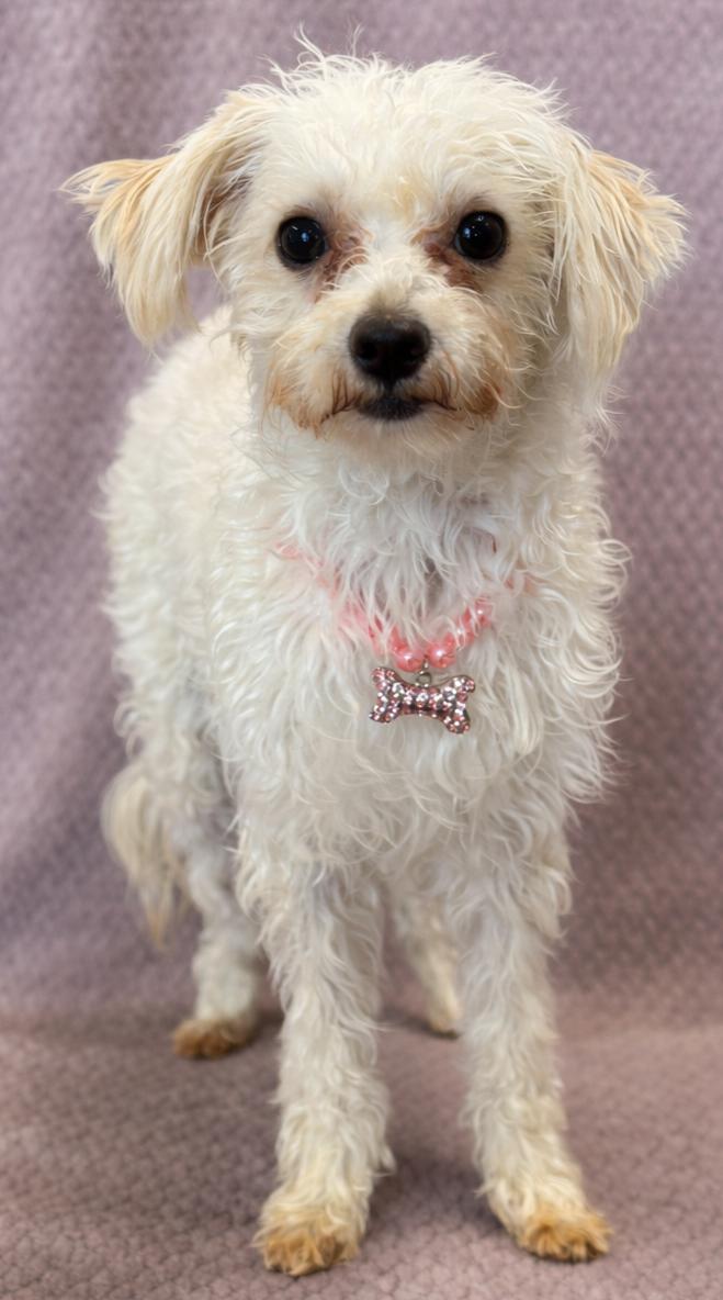 Enlarge Betsy, an adopted Poodle in Lodi, CA image 3/5