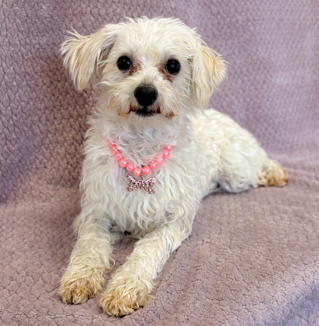 Enlarge Betsy, an adopted Poodle in Lodi, CA image 4/5