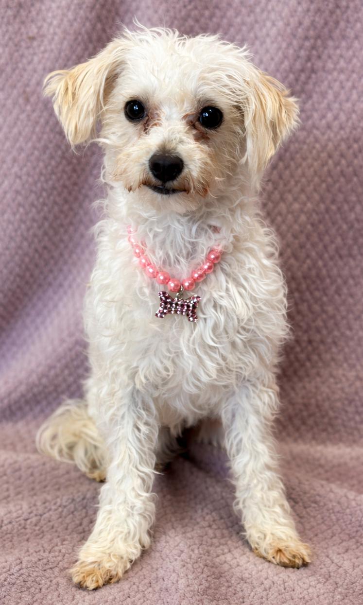 Enlarge Betsy, an adopted Poodle in Lodi, CA image 5/5