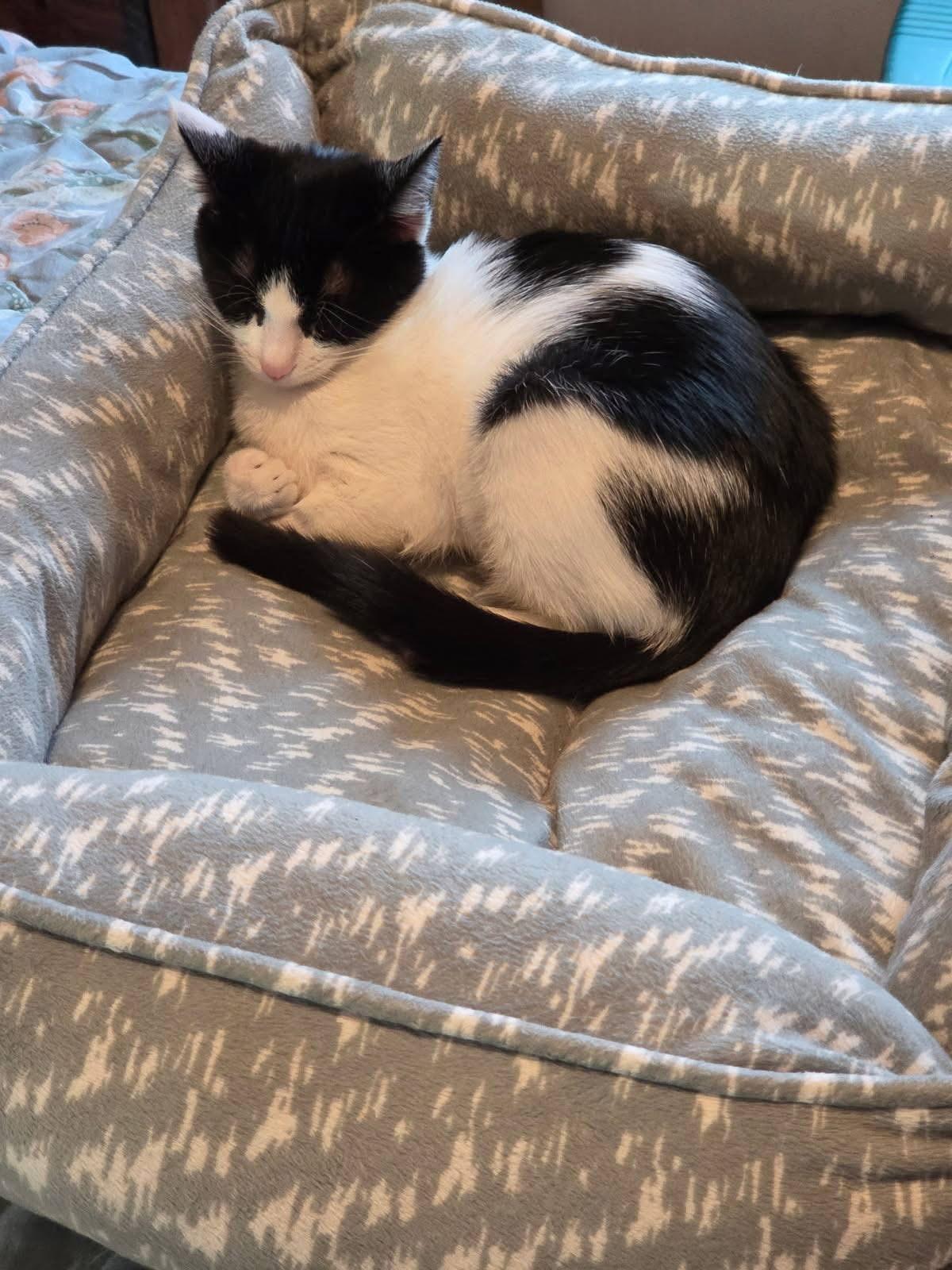 Piper, adopted, Kitten Female Domestic Short Hair.