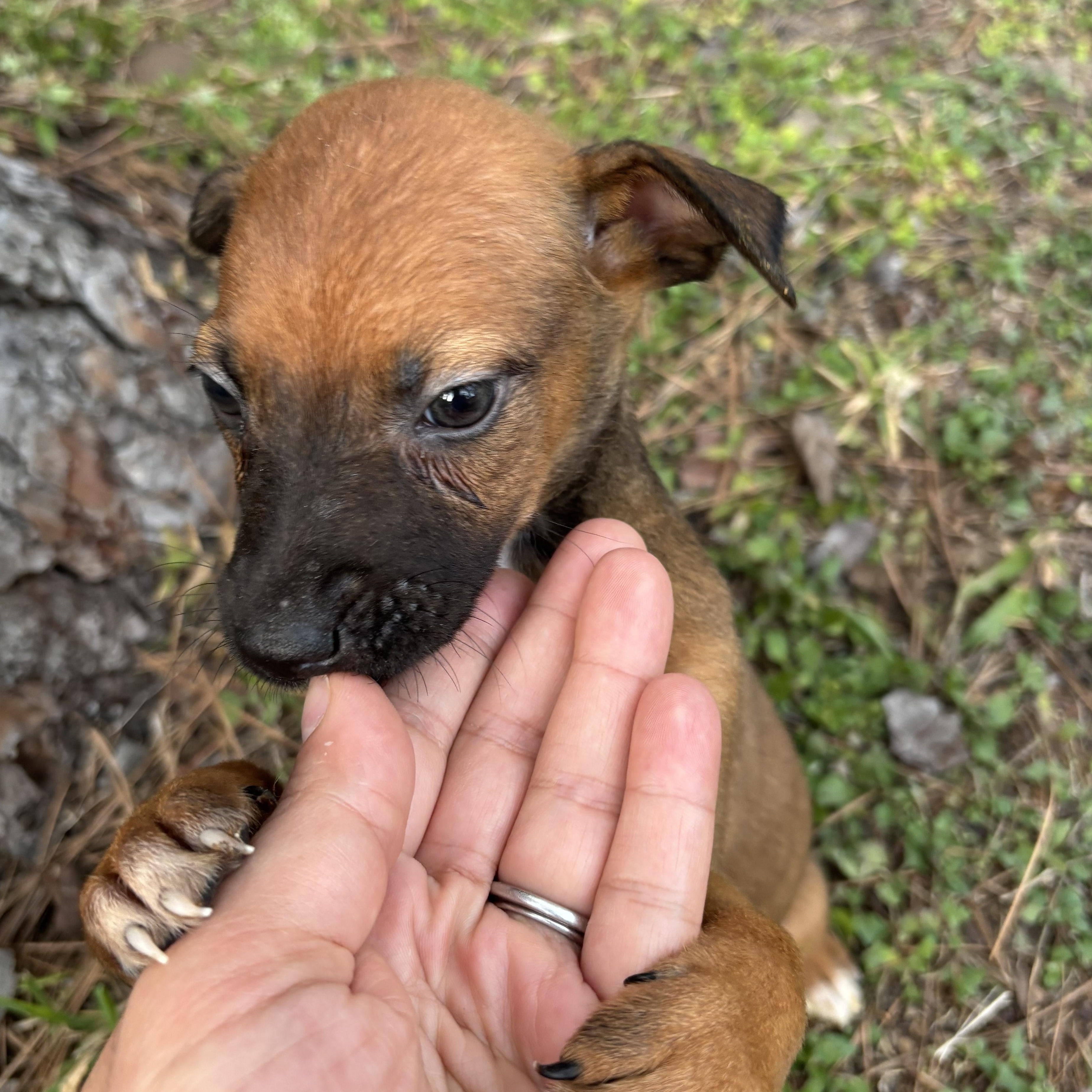 Doe, Adoptable, Puppy Female Foxhound.
