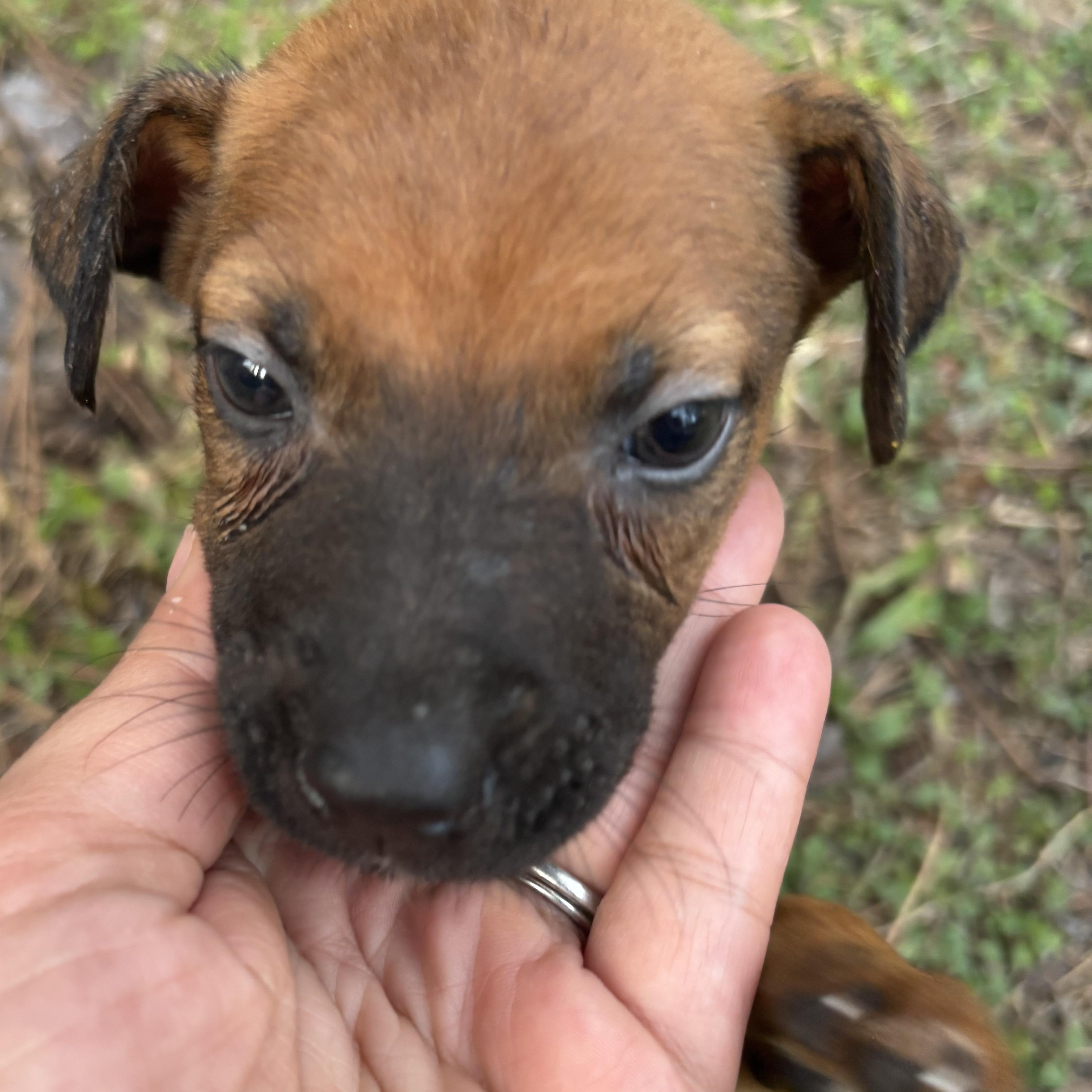 Enlarge Doe, a Adoptable Foxhound in Orlando, FL image 3/4