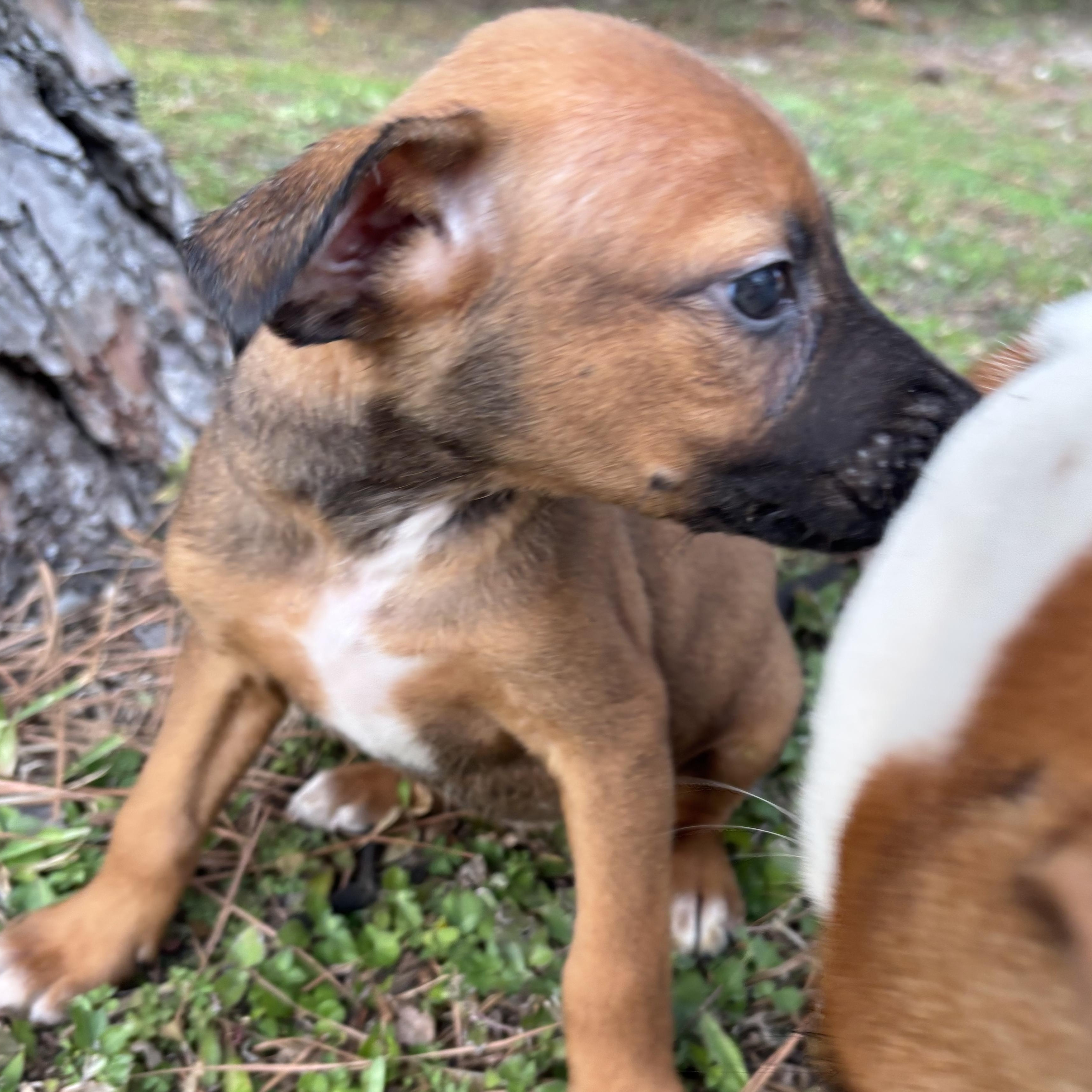 Enlarge Doe, a Adoptable Foxhound in Orlando, FL image 4/4