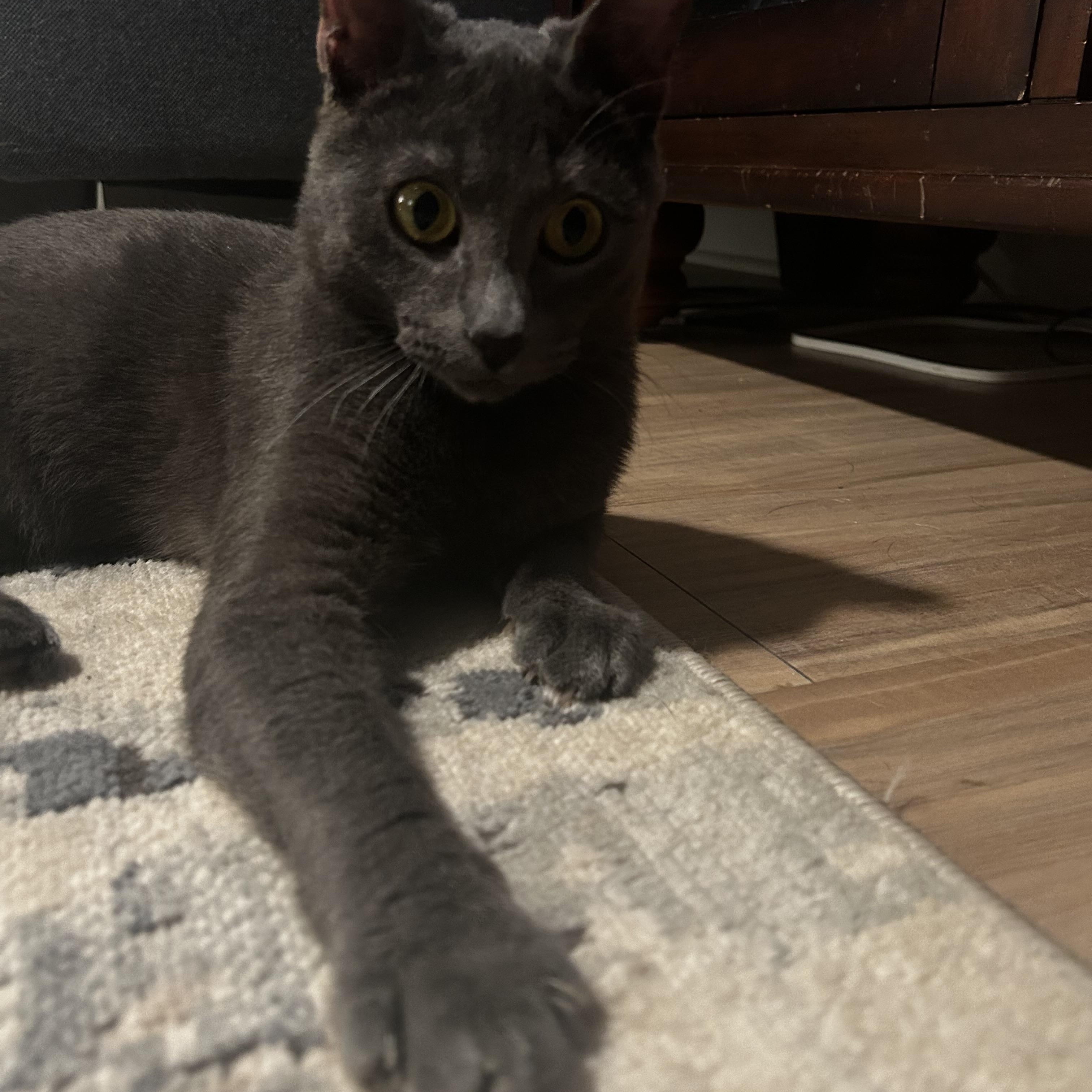 Enlarge Kylo, a Adoptable mixed breed in Bethel , CT image 4/4