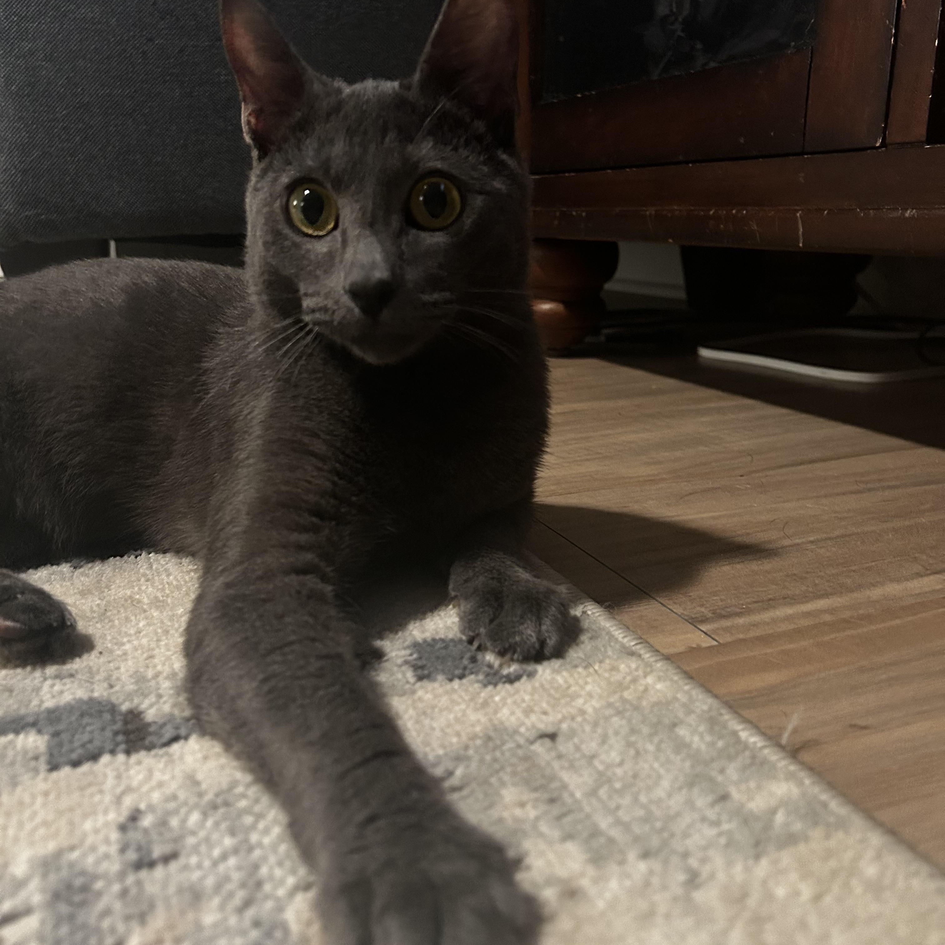 Kylo, Adoptable, Young Male Domestic Short Hair & Russian Blue.