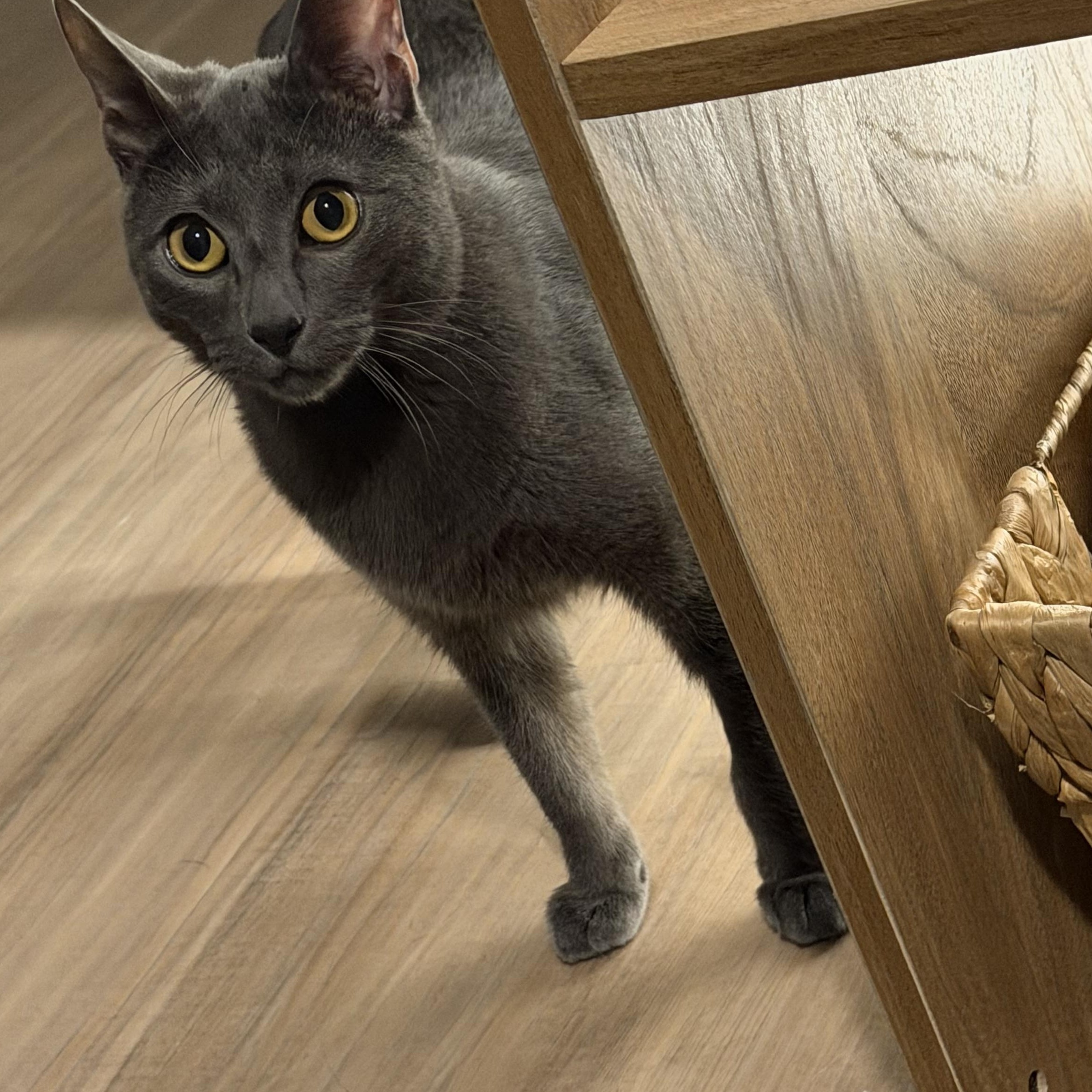 Enlarge Kylo, a Adoptable mixed breed in Bethel , CT image 2/4