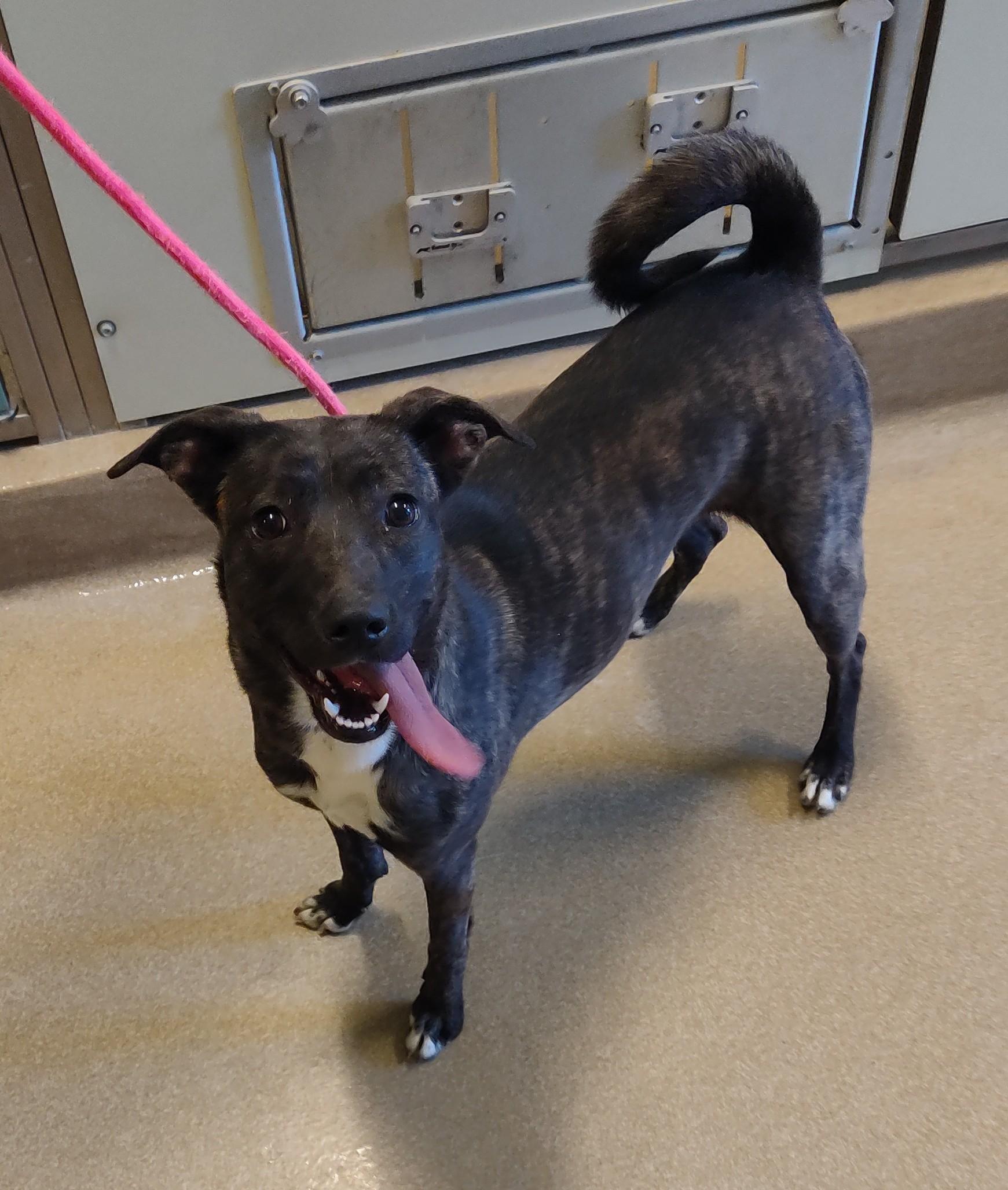 Enlarge 25-0755 "Tiny Tina", a ADOPTABLE mixed breed in Leavenworth, KS image 1/3