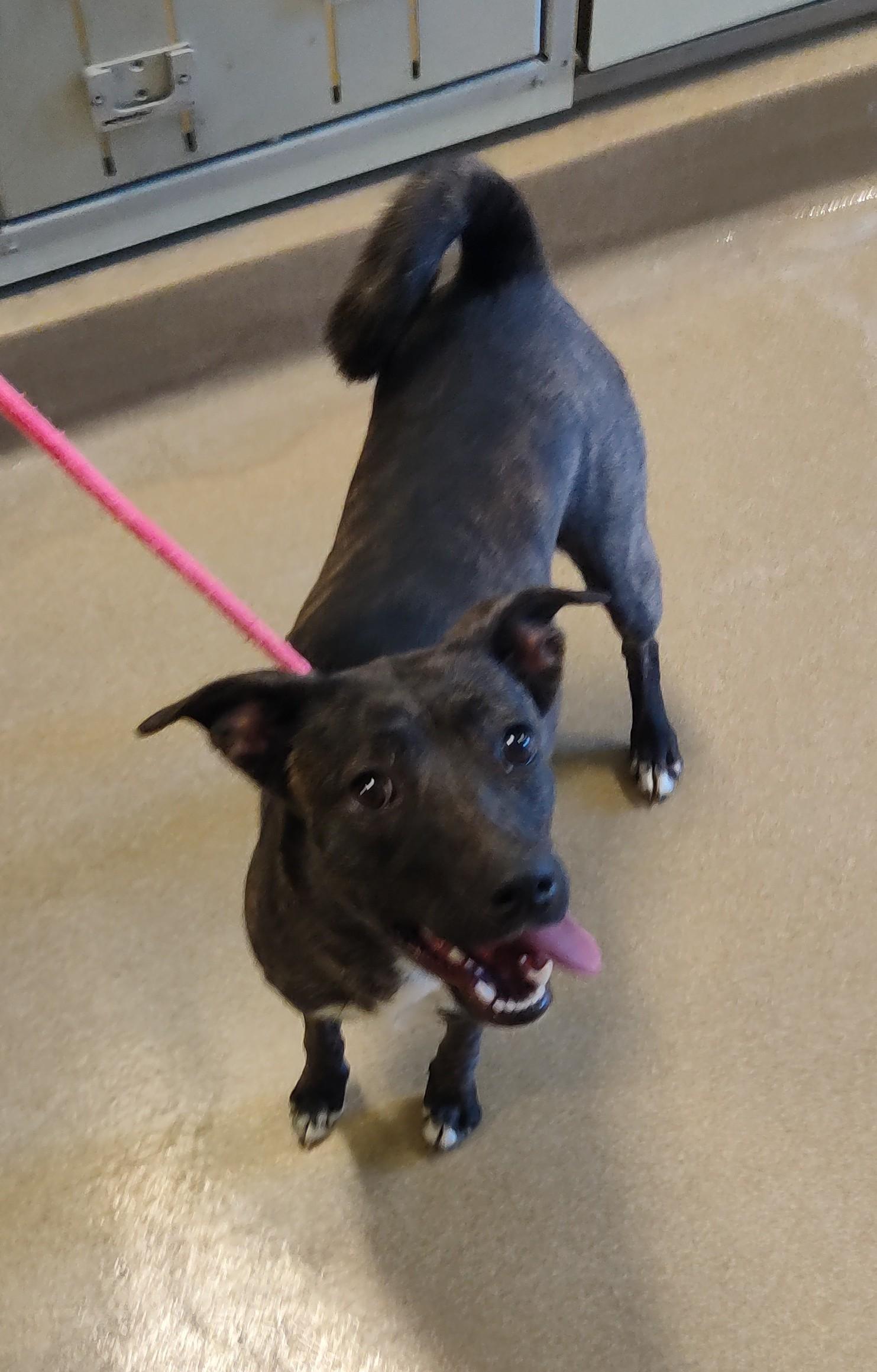 Enlarge 25-0755 "Tiny Tina", a ADOPTABLE mixed breed in Leavenworth, KS image 3/3