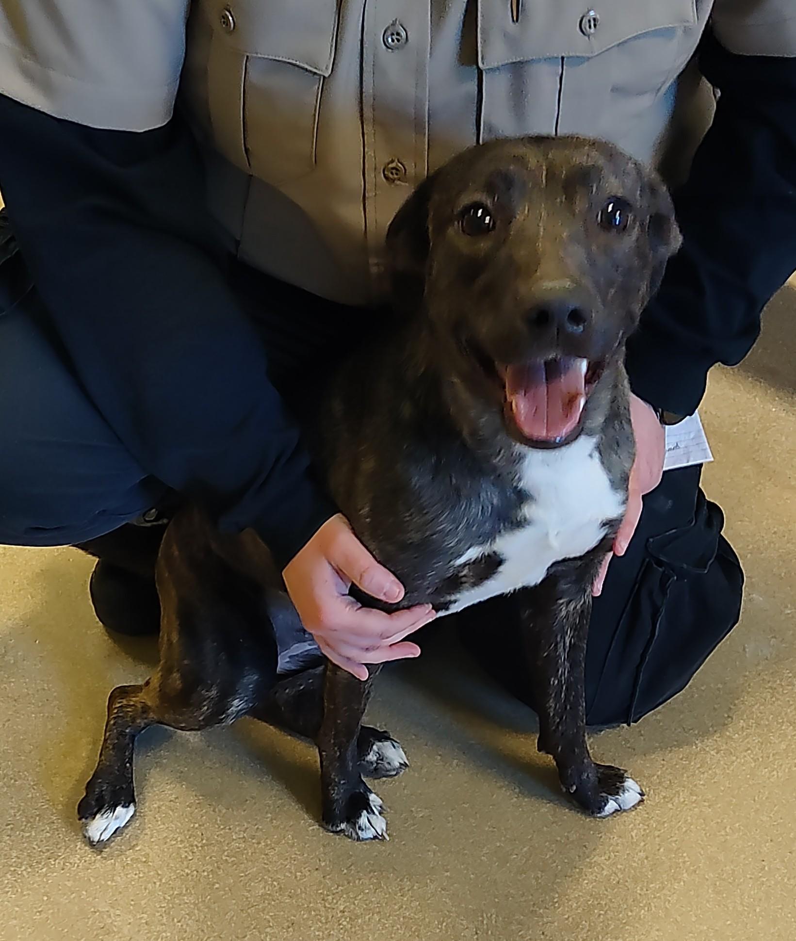 Enlarge 25-0755 "Tiny Tina", a ADOPTABLE mixed breed in Leavenworth, KS image 2/3