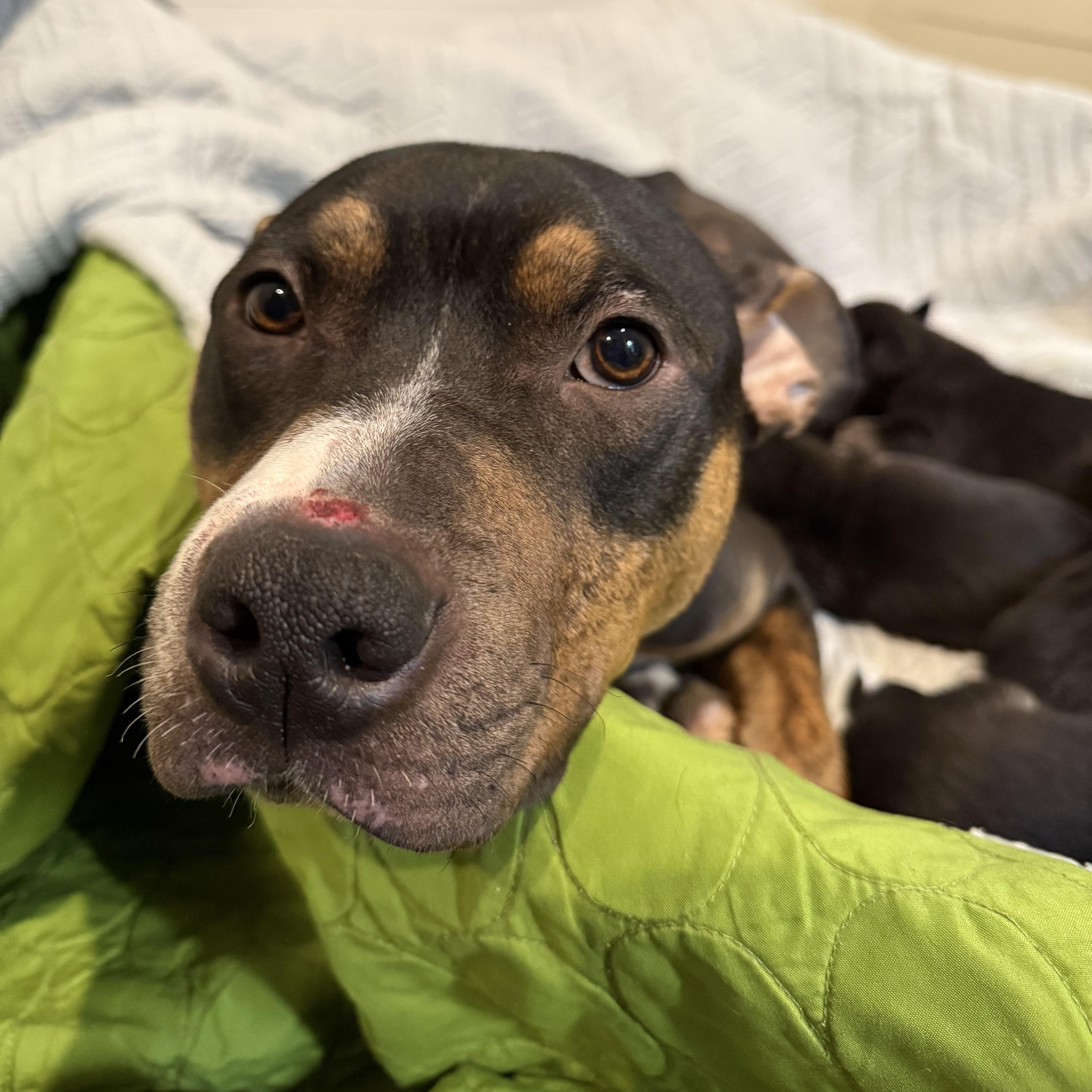 Rhea, a ADOPTABLE mixed breed in Ayden, NC image 2/6