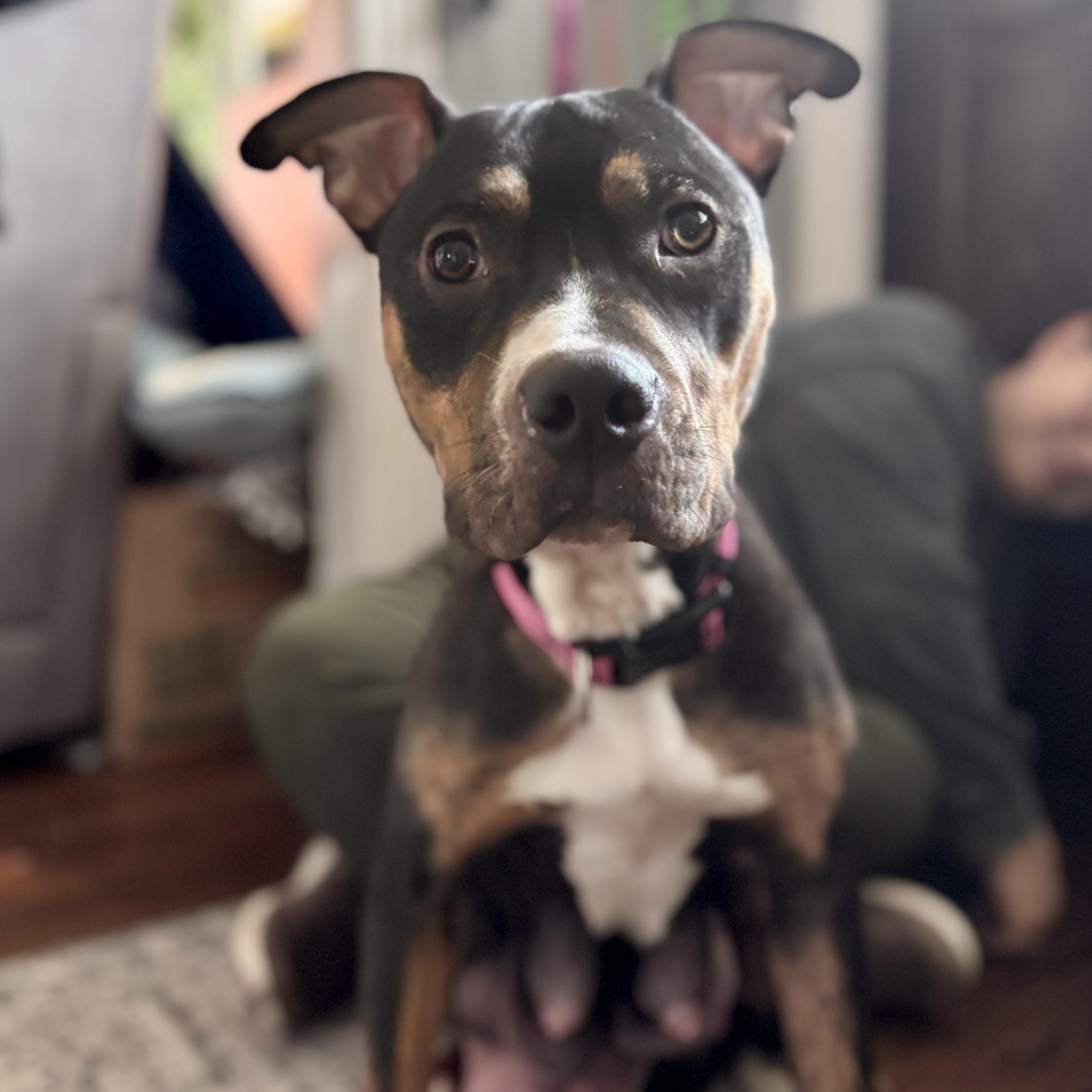 Rhea, a ADOPTABLE mixed breed in Ayden, NC image 1/6