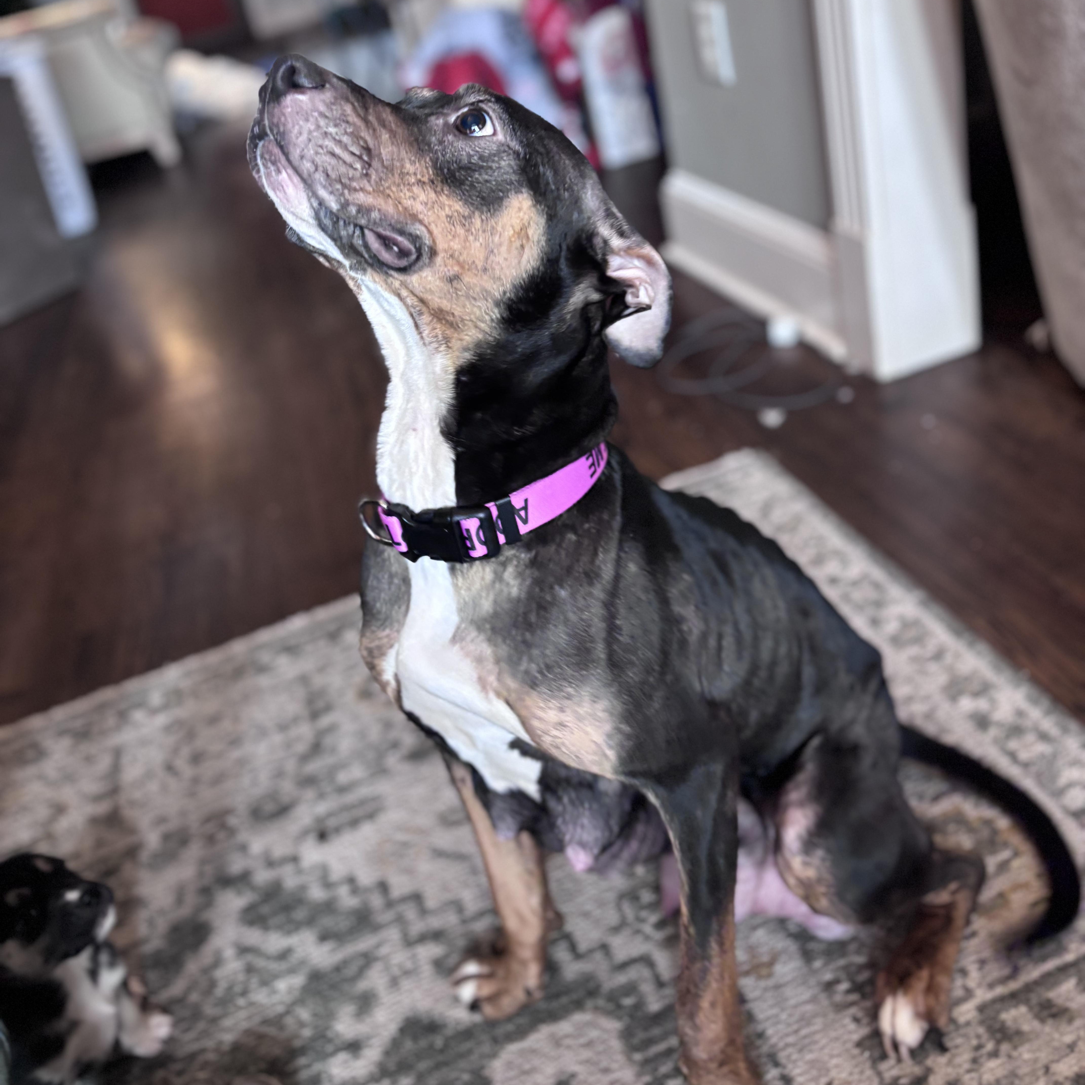 Rhea, a ADOPTABLE mixed breed in Ayden, NC image 3/6