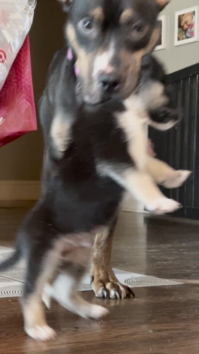 Enlarge Rhea, a ADOPTABLE mixed breed in Ayden, NC video 4/6