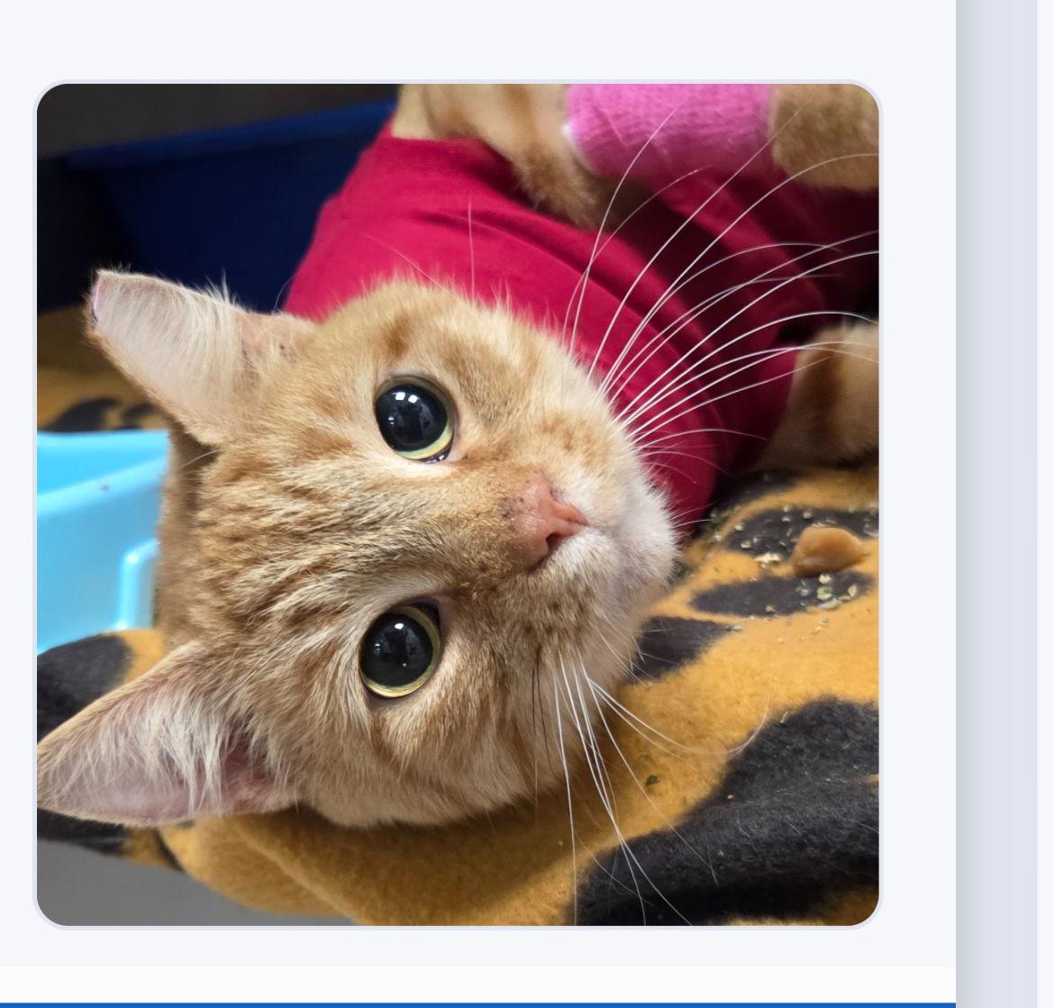 Mango, Adoptable, Young Female Domestic Medium Hair.