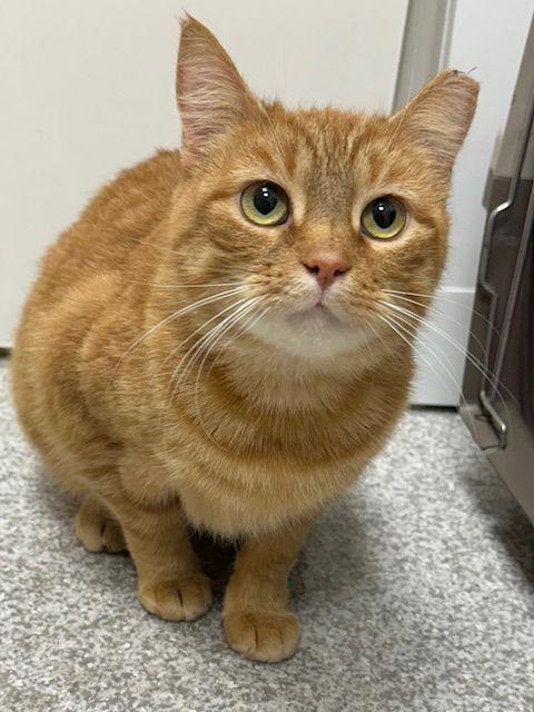 Enlarge Mango, a Adoptable Domestic Medium Hair in Lancaster, PA image 2/2