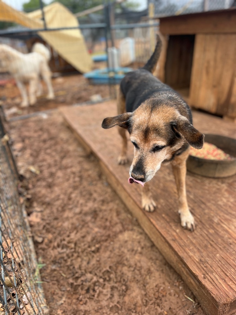 Mandy, Young Female Terrier