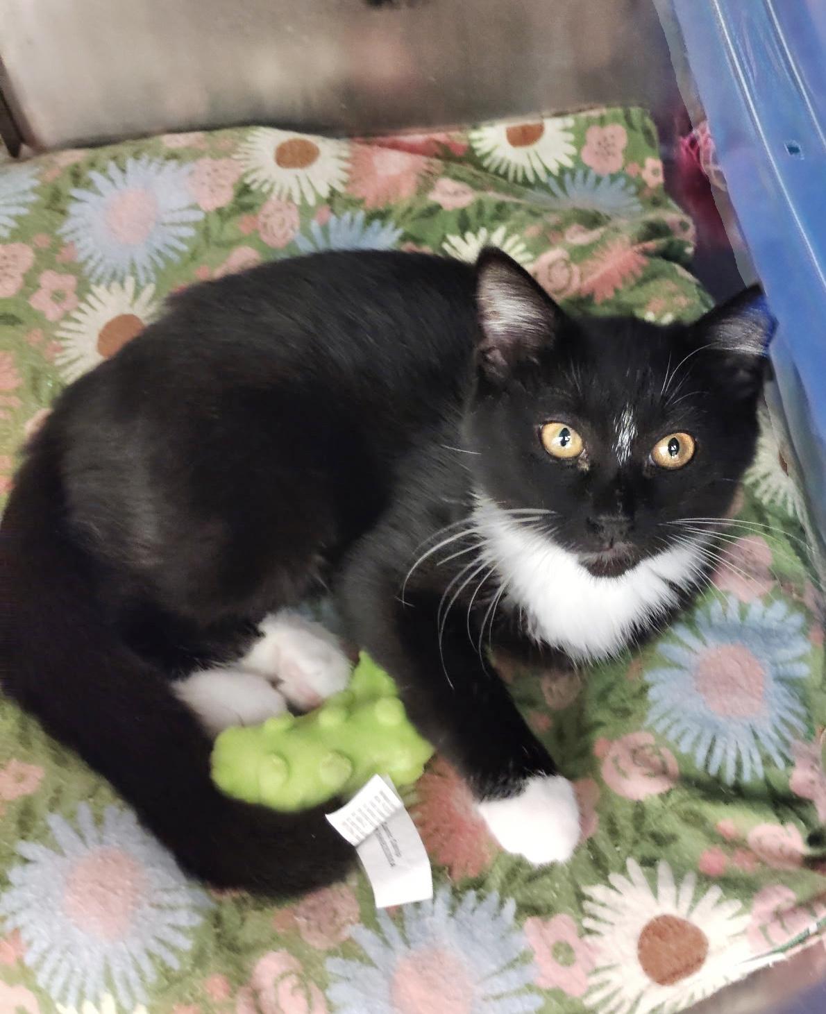 Enlarge Ande, a Adoptable Tuxedo in Rock Hill, SC image 1/1
