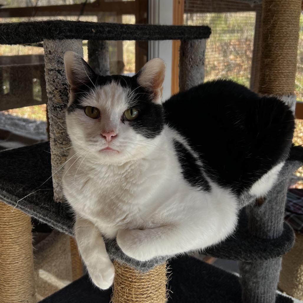 Enlarge Mickey, a Adoptable Domestic Short Hair in Brighton, MO image 1/5