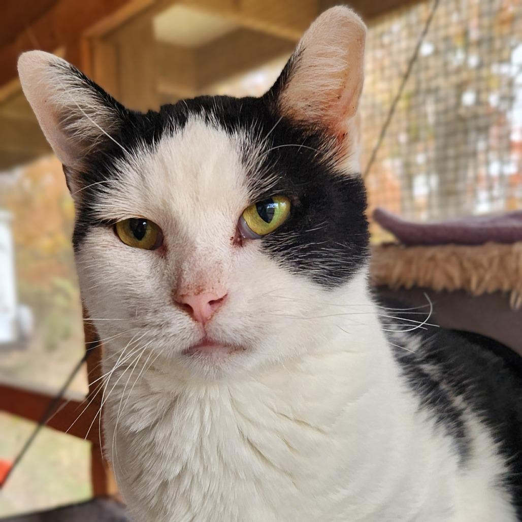 Enlarge Mickey, a Adoptable Domestic Short Hair in Brighton, MO image 2/5