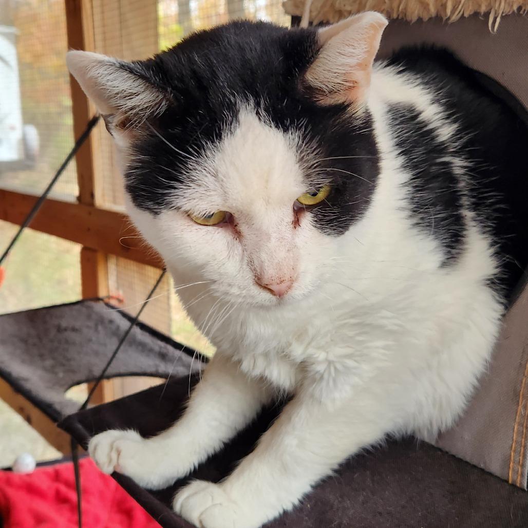 Enlarge Mickey, a Adoptable Domestic Short Hair in Brighton, MO image 3/5