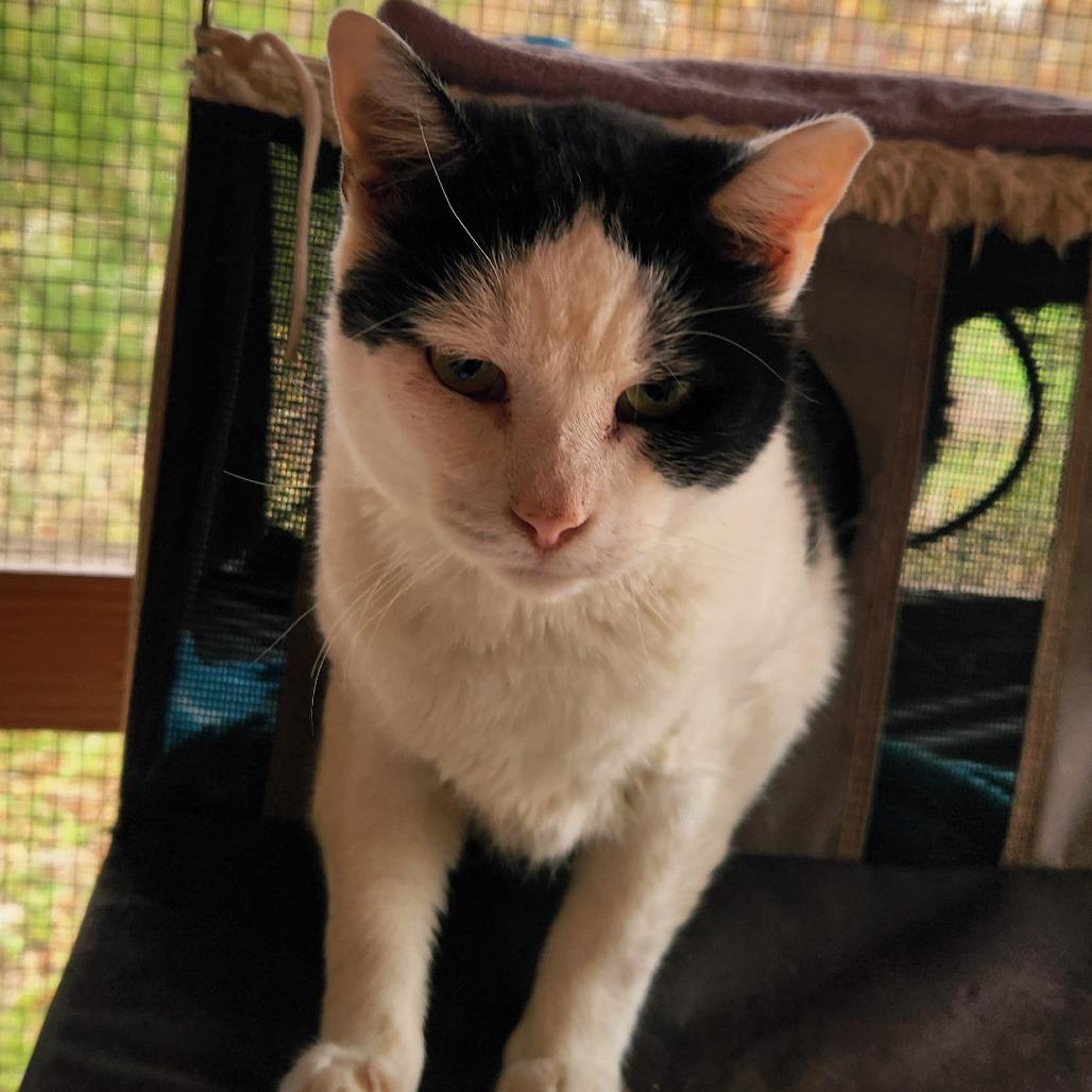 Enlarge Mickey, a Adoptable Domestic Short Hair in Brighton, MO image 4/5