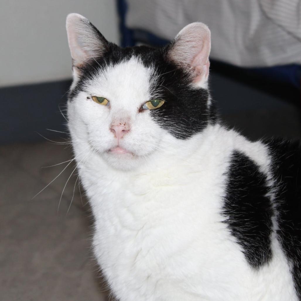 Enlarge Mickey, a Adoptable Domestic Short Hair in Brighton, MO image 5/5