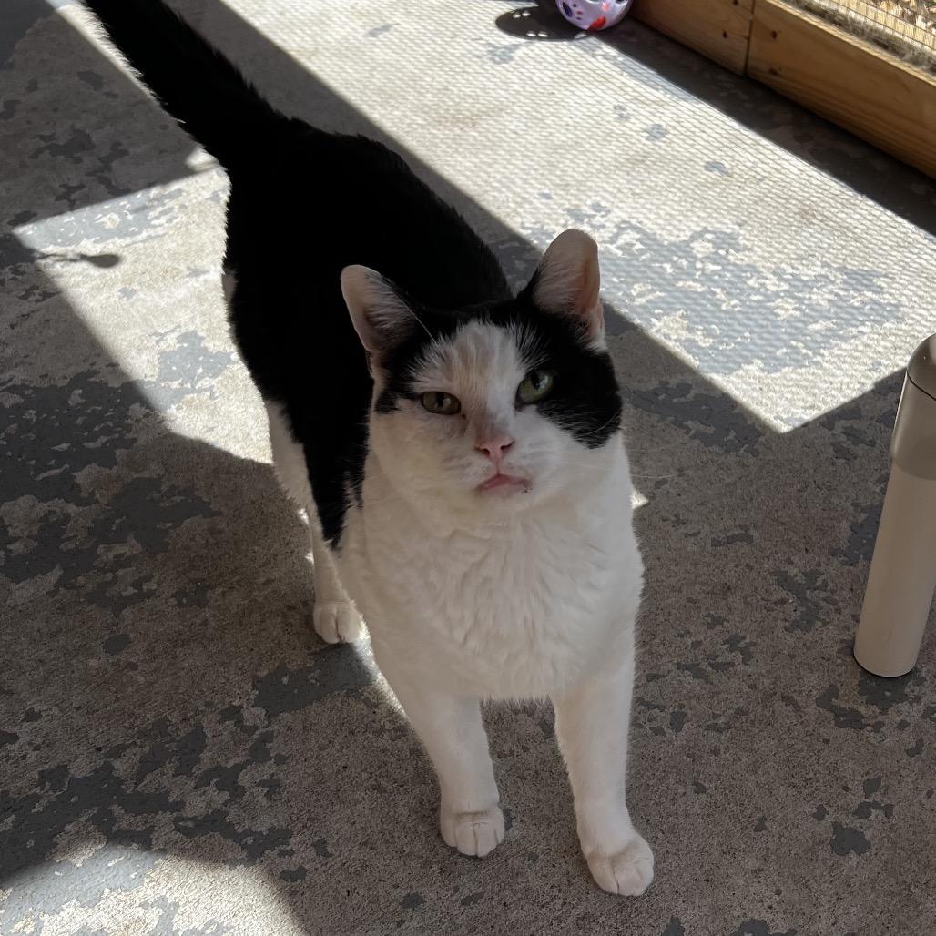 Enlarge Mickey, a Adoptable Domestic Short Hair in Brighton, MO image 4/6