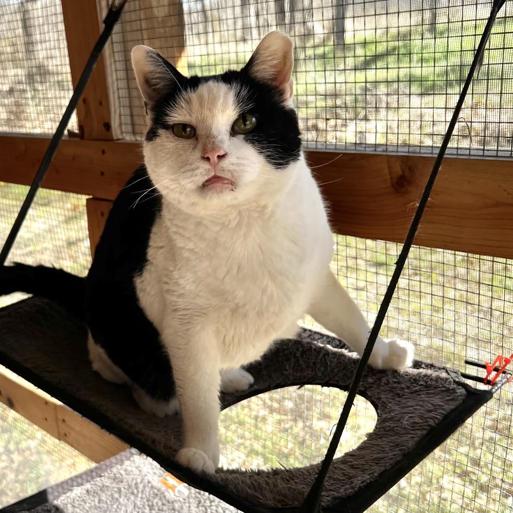 Enlarge Mickey, a Adoptable Domestic Short Hair in Brighton, MO image 5/6