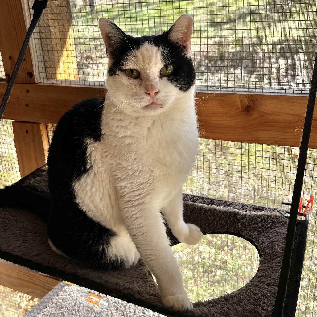 Enlarge Mickey, a Adoptable Domestic Short Hair in Brighton, MO image 6/6