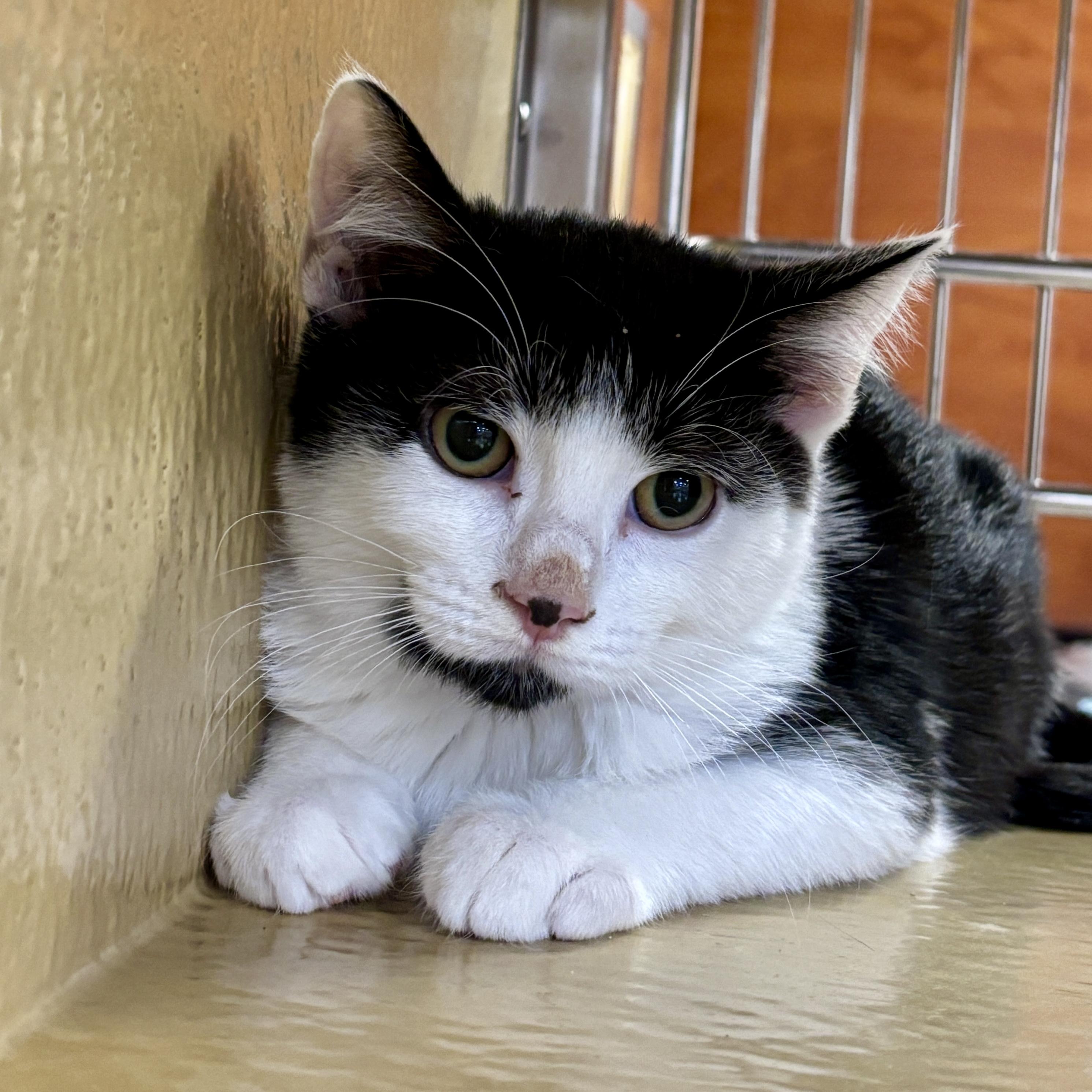 Ron, Adoptable, Kitten Male Domestic Short Hair.