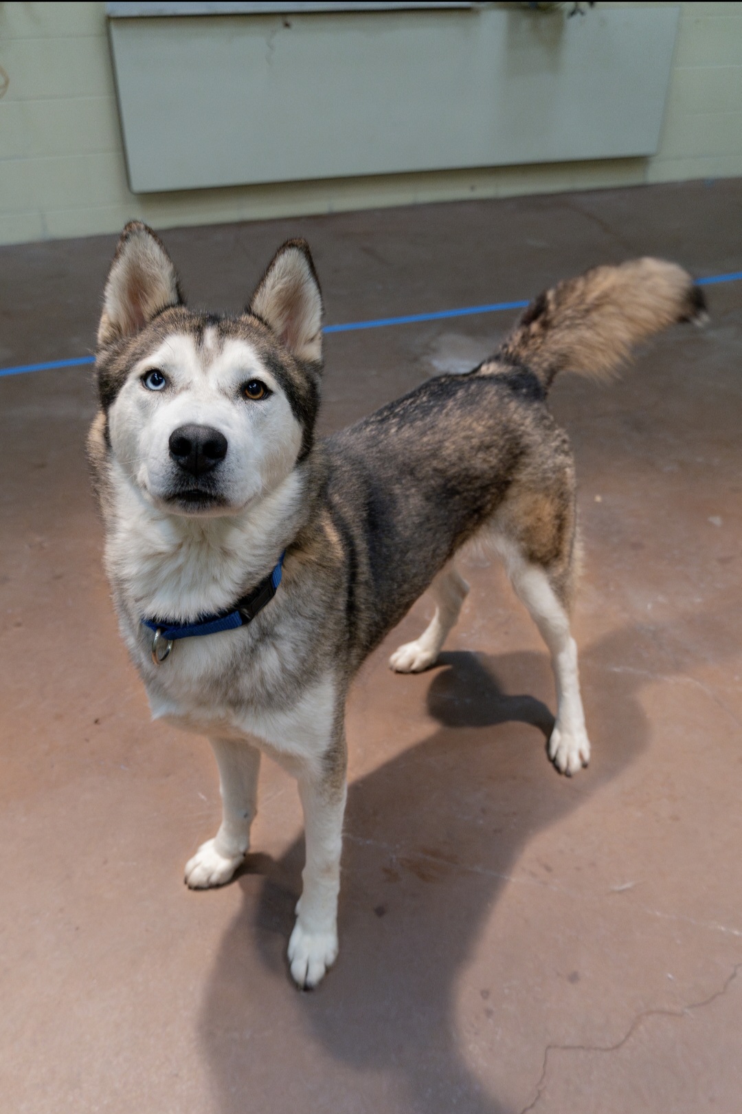 Pinto, Adult Female Siberian Husky