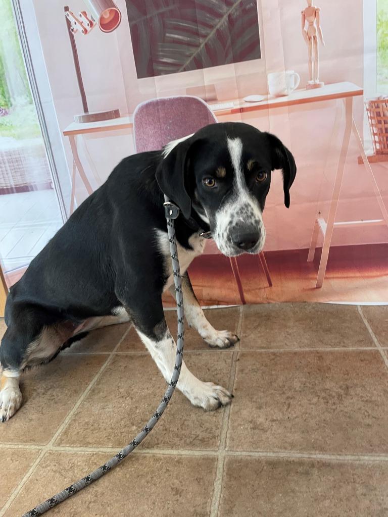 Enlarge Nubbins, a Adoptable mixed breed in Mountain Home, AR image 1/1