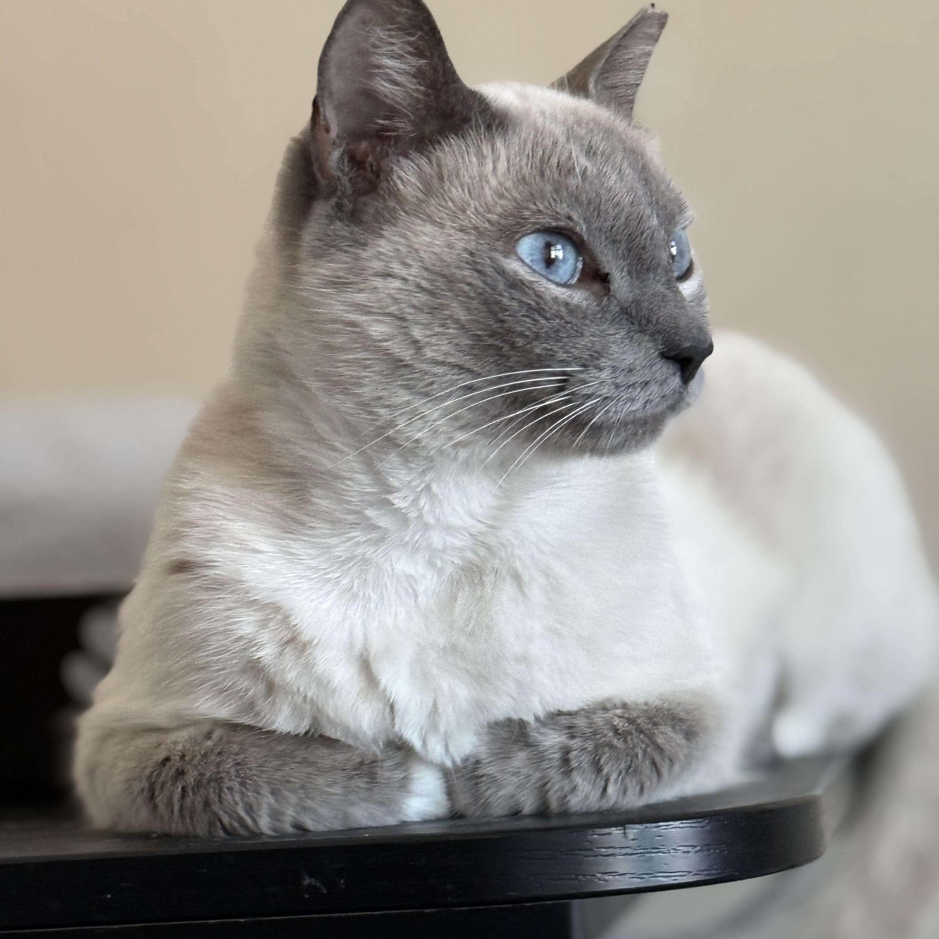 Enlarge BILLIE, a Adoptable Siamese in Tempe, AZ image 1/6