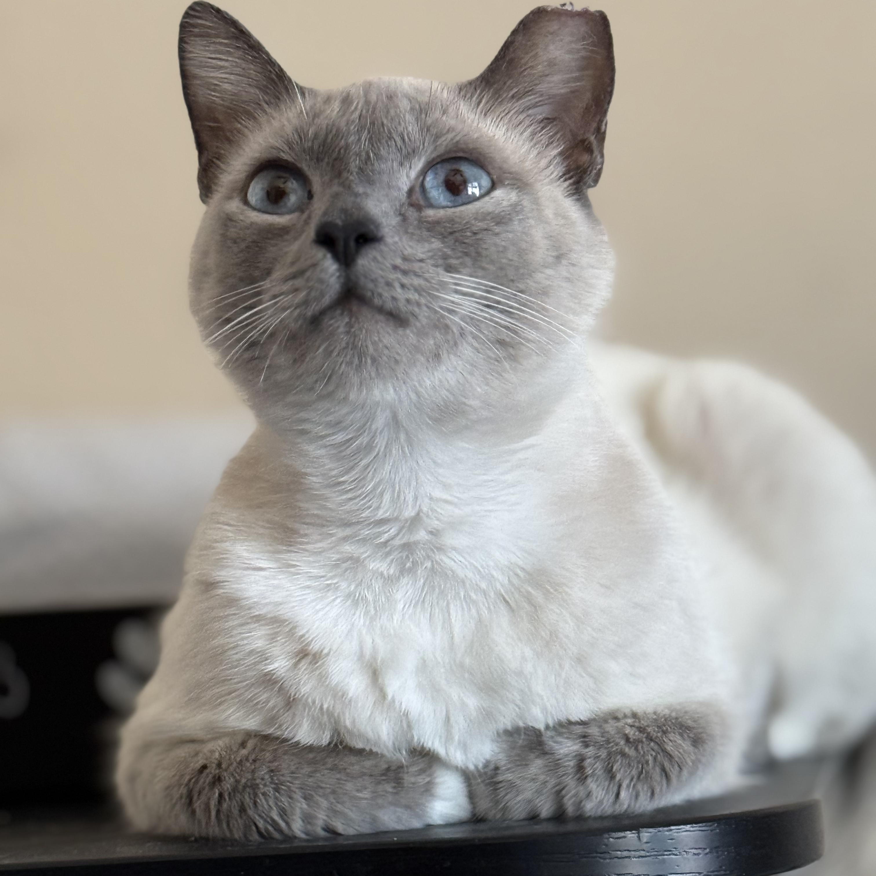 Enlarge BILLIE, a Adoptable Siamese in Tempe, AZ image 6/6