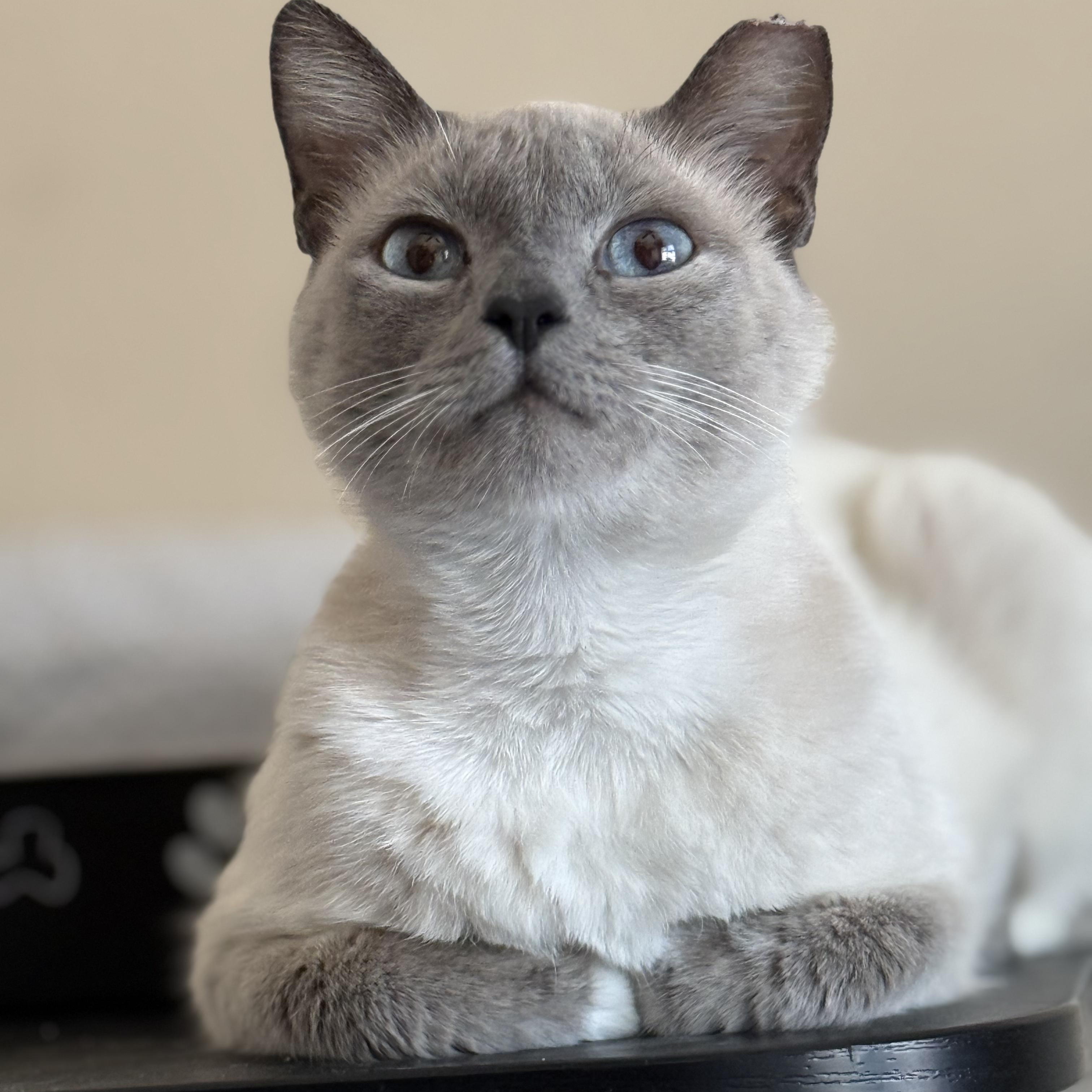 Enlarge BILLIE, a Adoptable Siamese in Tempe, AZ image 4/6