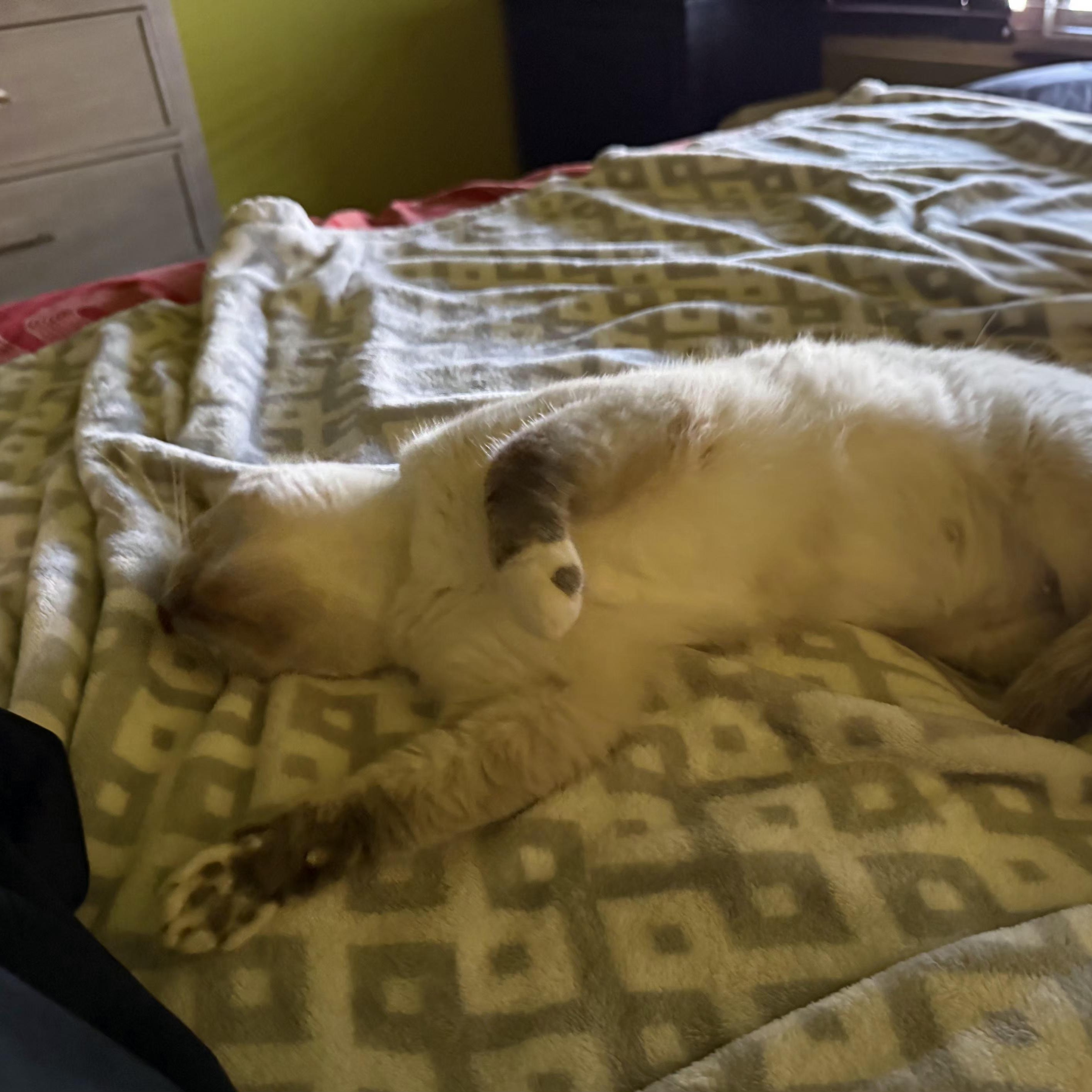 Enlarge BILLIE, a Adoptable Siamese in Tempe, AZ image 5/6