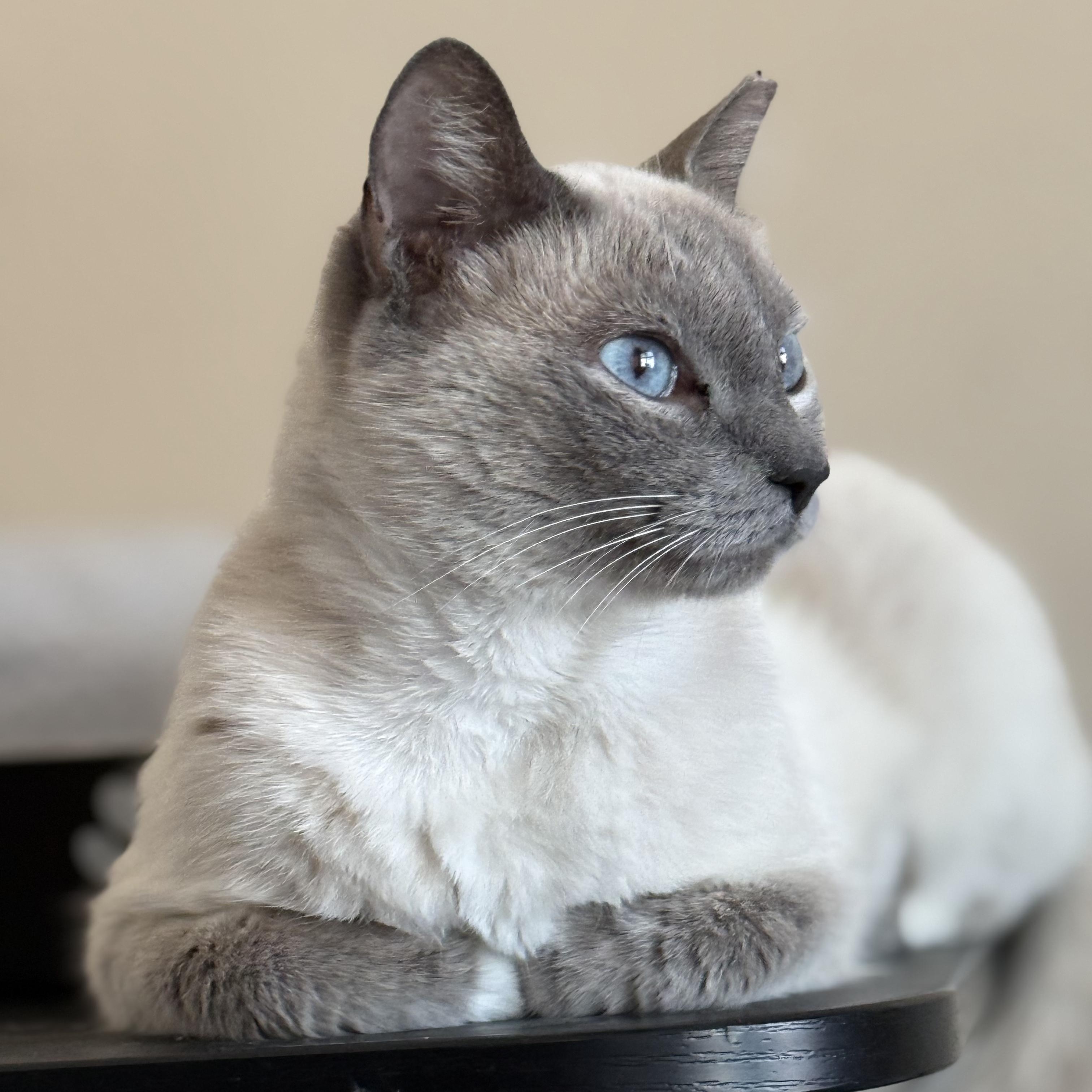 Enlarge BILLIE, a Adoptable Siamese in Tempe, AZ image 3/6