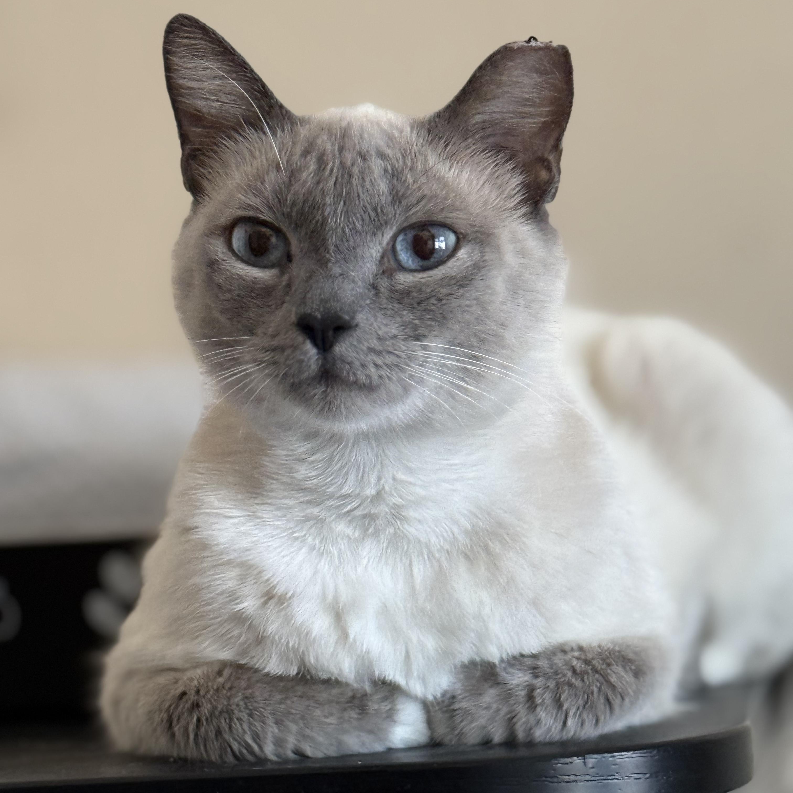 Enlarge BILLIE, a Adoptable Siamese in Tempe, AZ image 2/6
