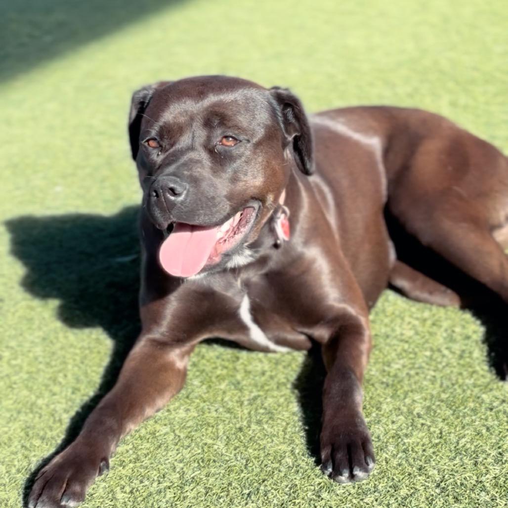 Billie A2167207, Adoptable, Adult Female Pit Bull Terrier.