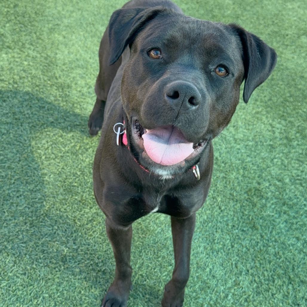 Billie A2167207, Adoptable, Adult Female Pit Bull Terrier.