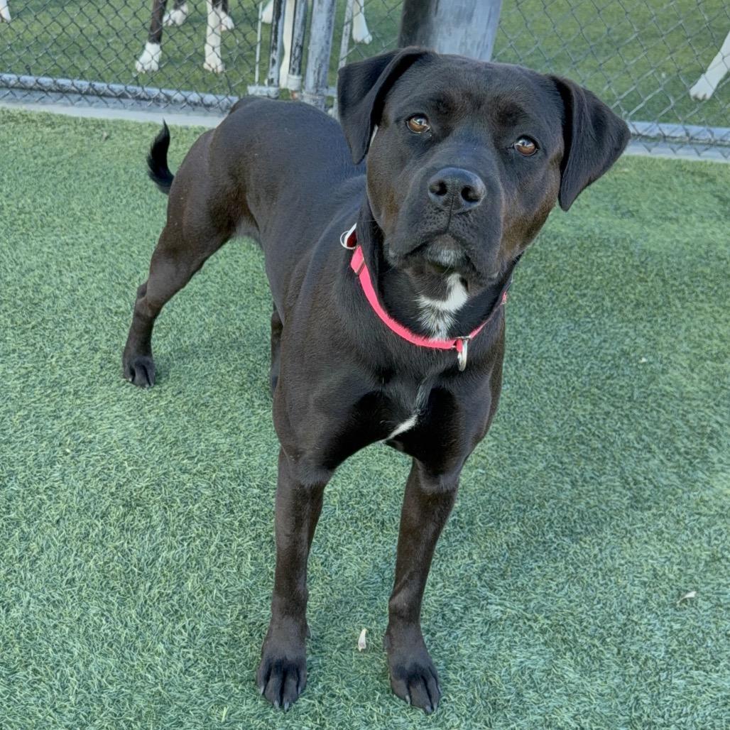 Billie A2167207, a Adoptable Pit Bull Terrier in Mission Hills, CA image 1/6
